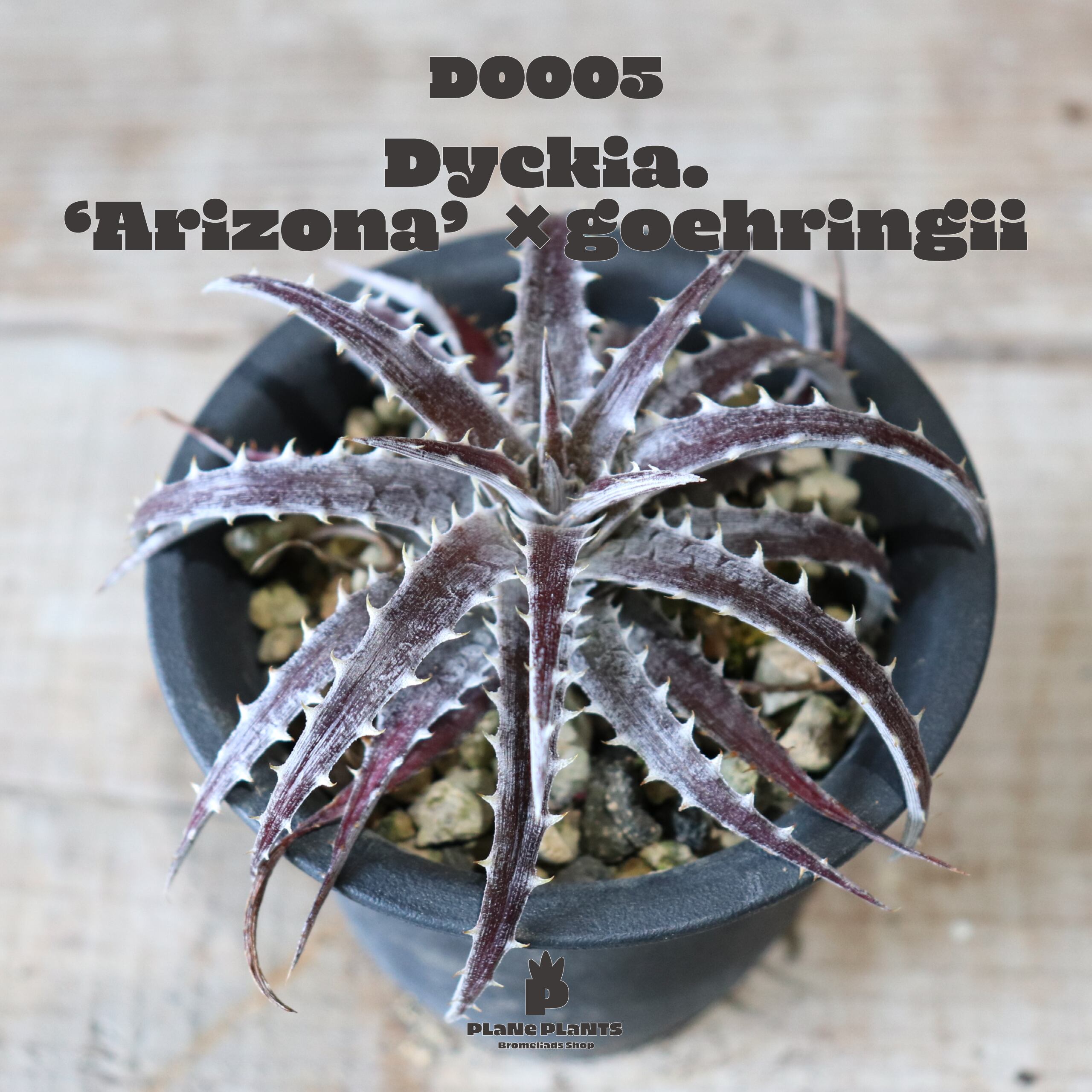 【送料無料】'Arizona'×goehringii〔ディッキア〕現品発送D0005