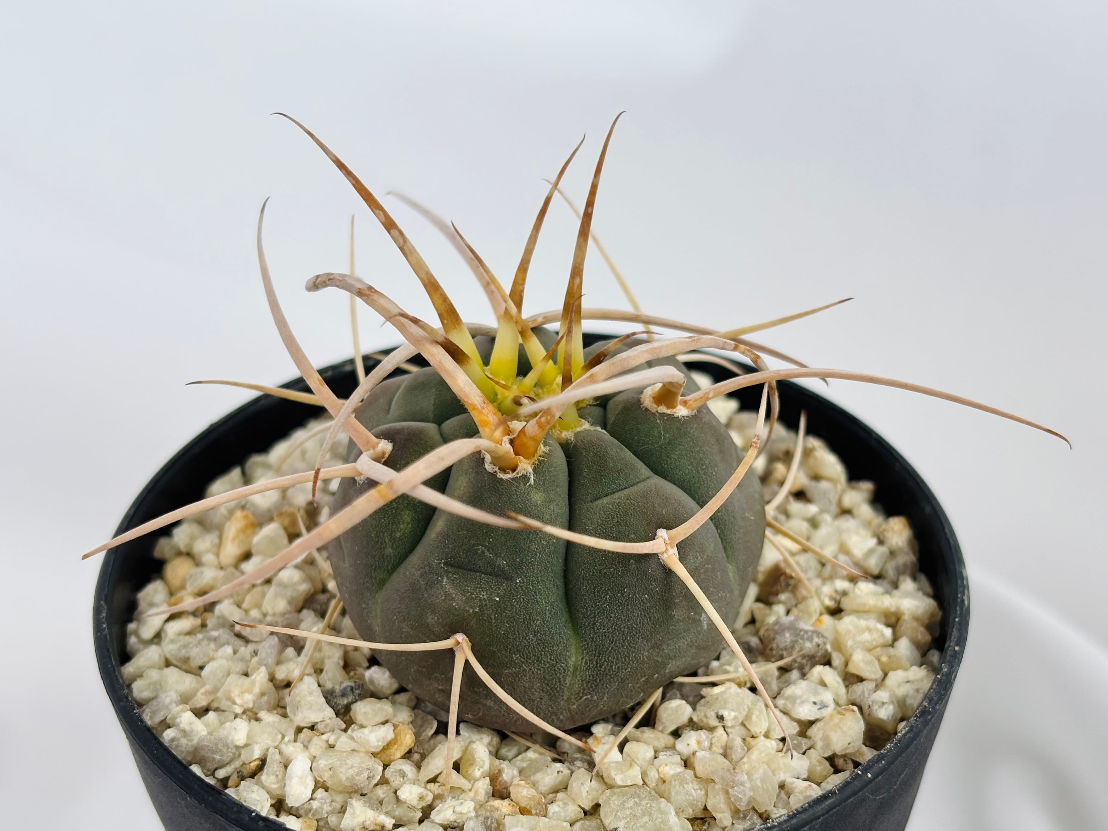 Gymnocalycium cardenasianum ギムノカリキウム 光琳玉 サボテン