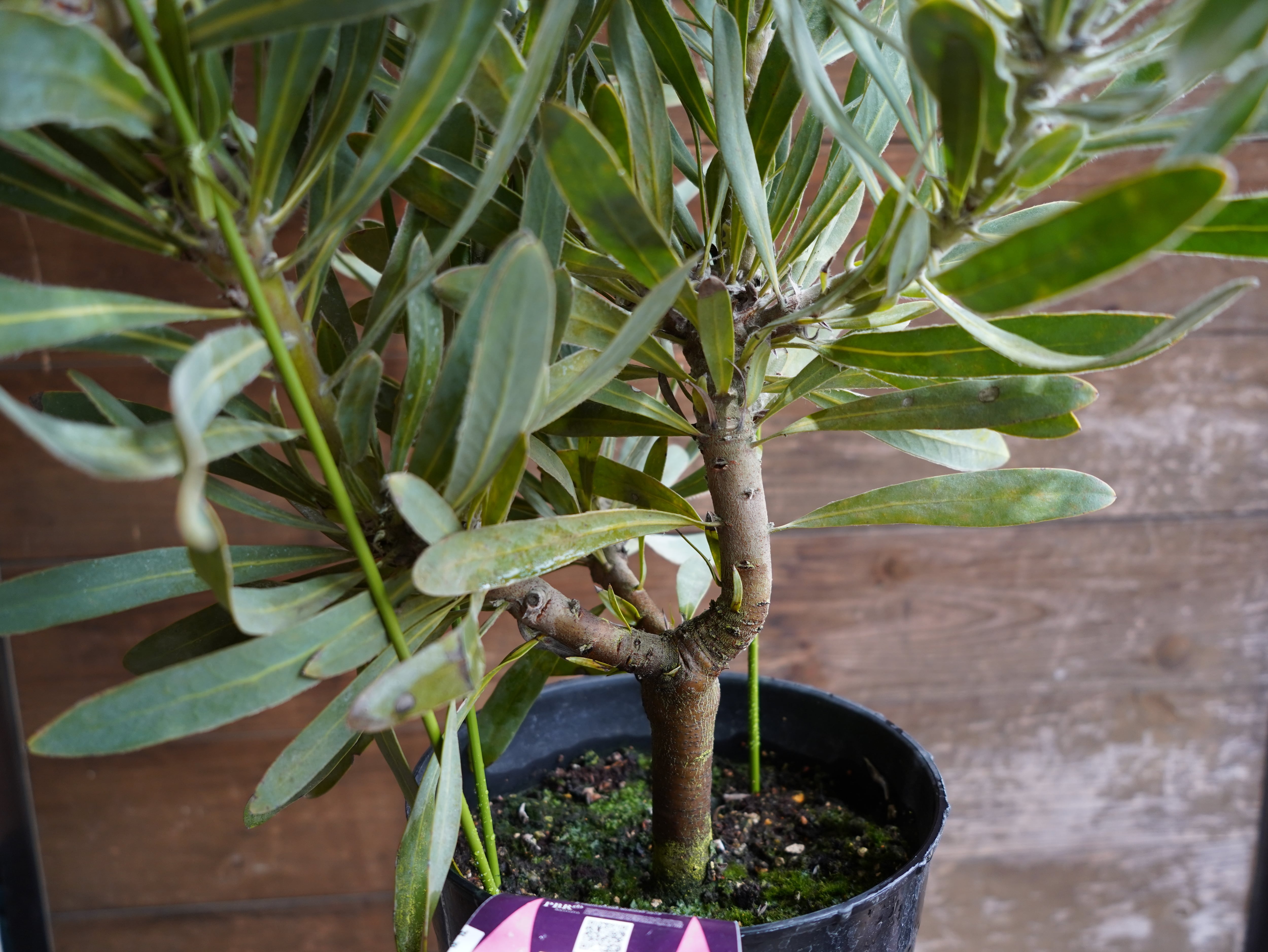 【現物】プロテア　”ポッサムマジック”