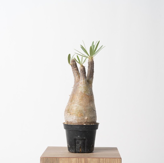 パキポディウム グラキリス no.11〈発根済み〉