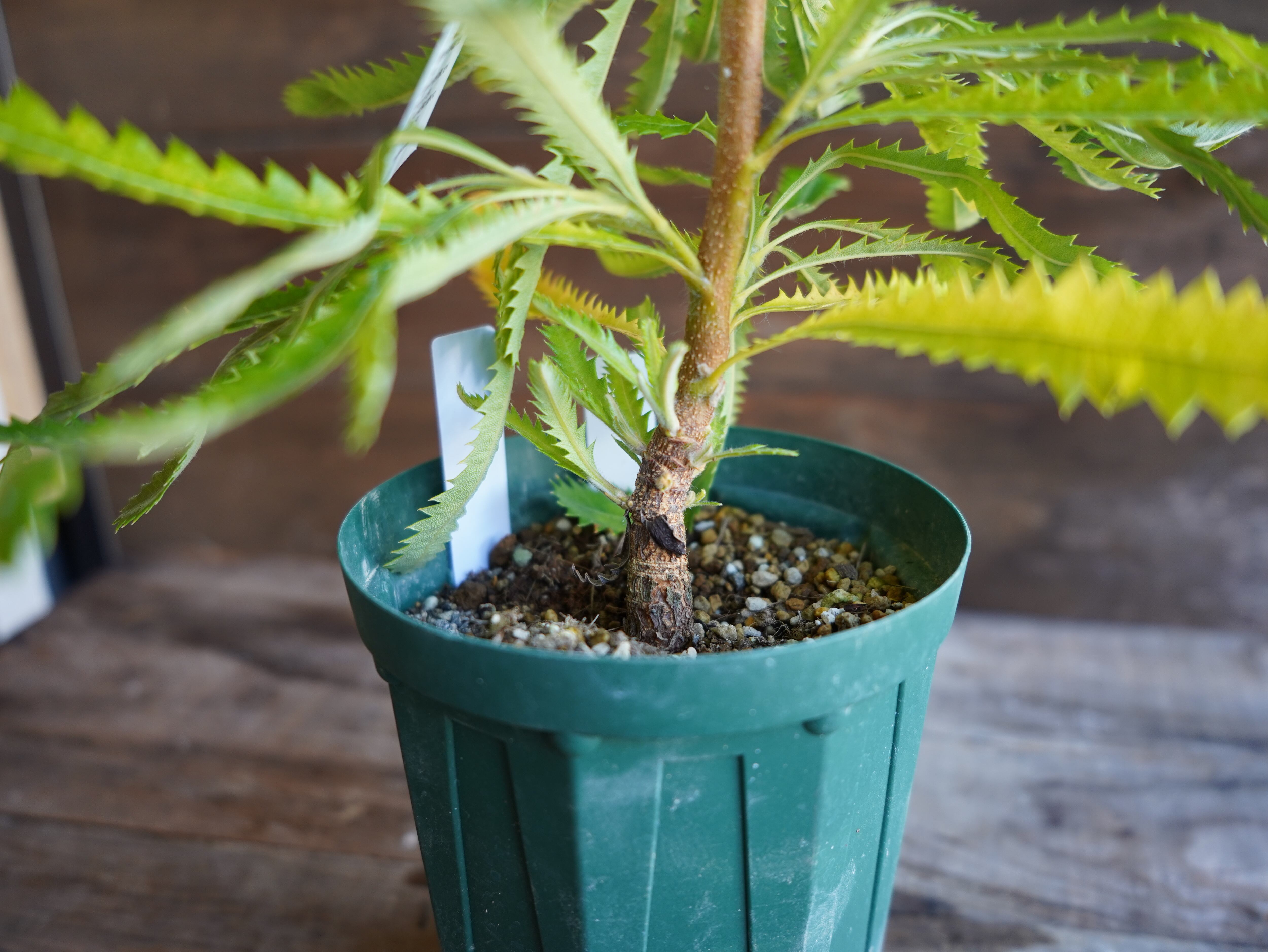 【現物】バンクシア　”セラータ”　B