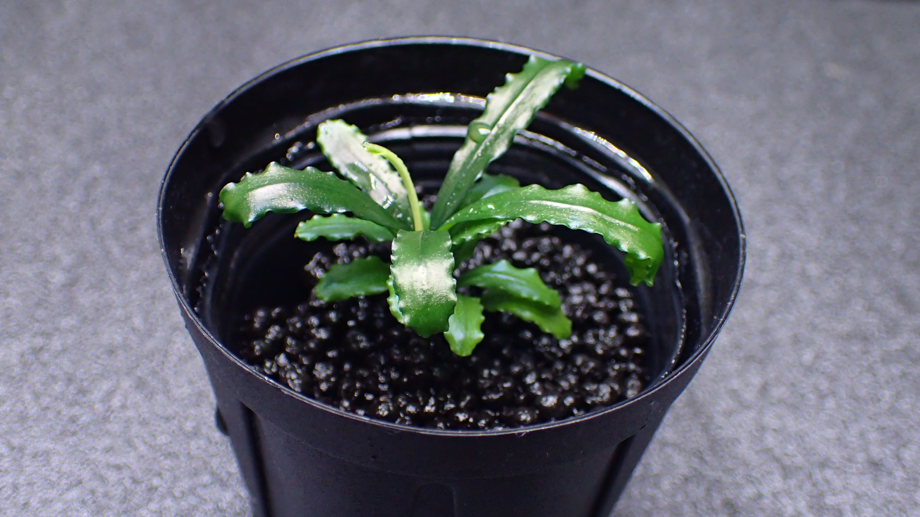 ポゴステモン ステラータ ベリークリーク 2本 | 熱帯植物 水草