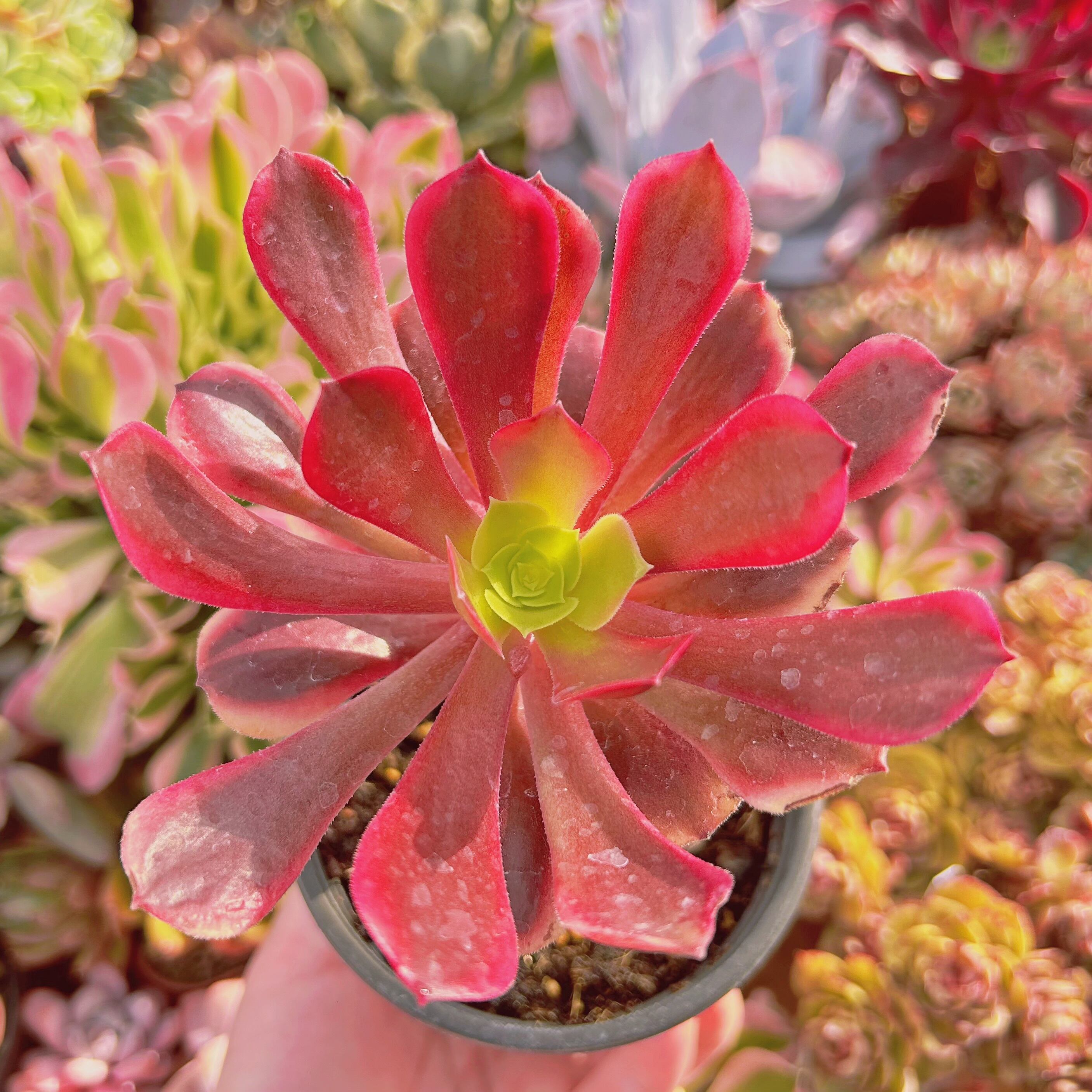 #905現物　多肉植物　カシミヤバイオレット錦　抜き苗