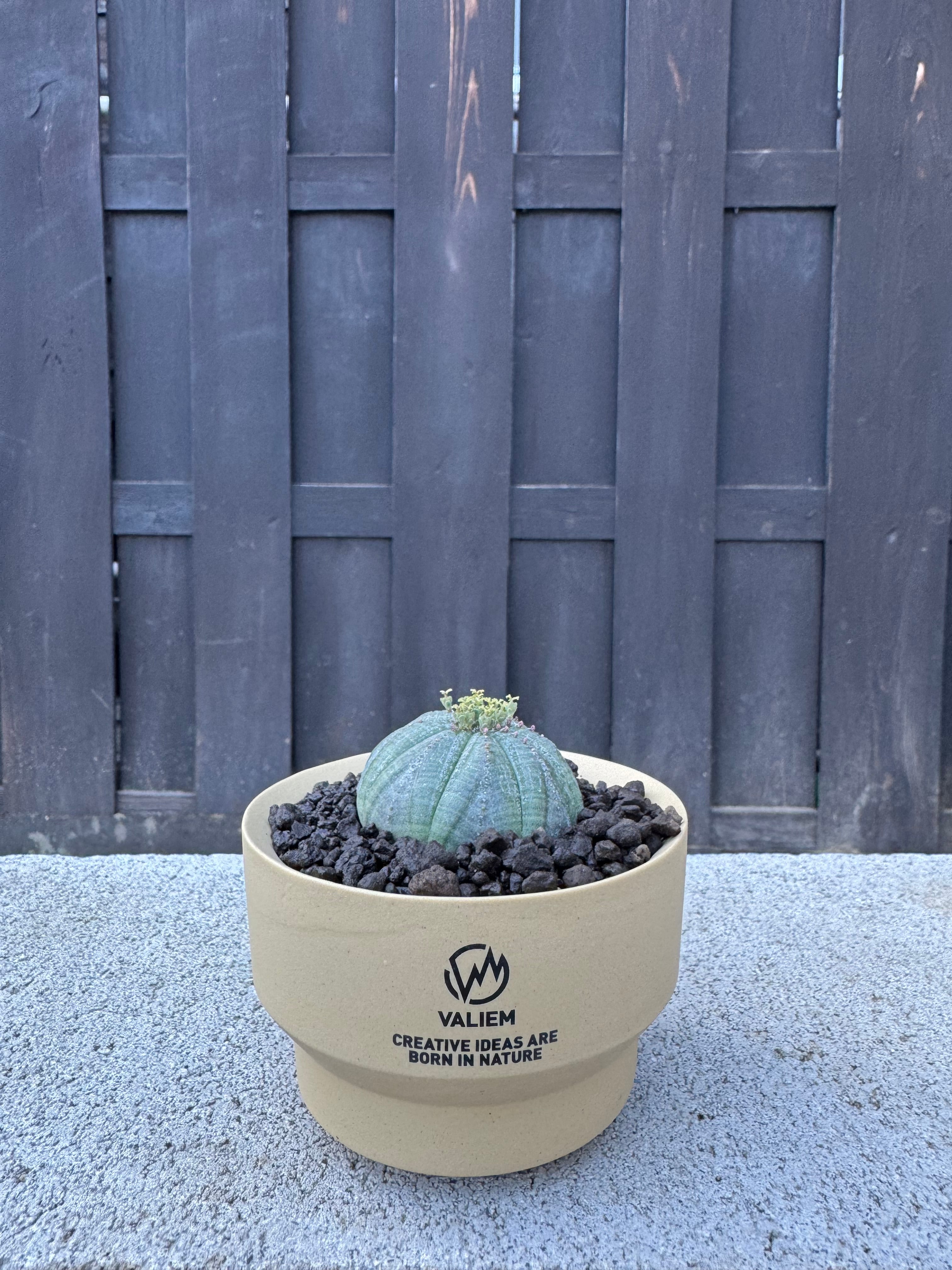 塊根植物 -caudex- | 青坊主-aobouzu-