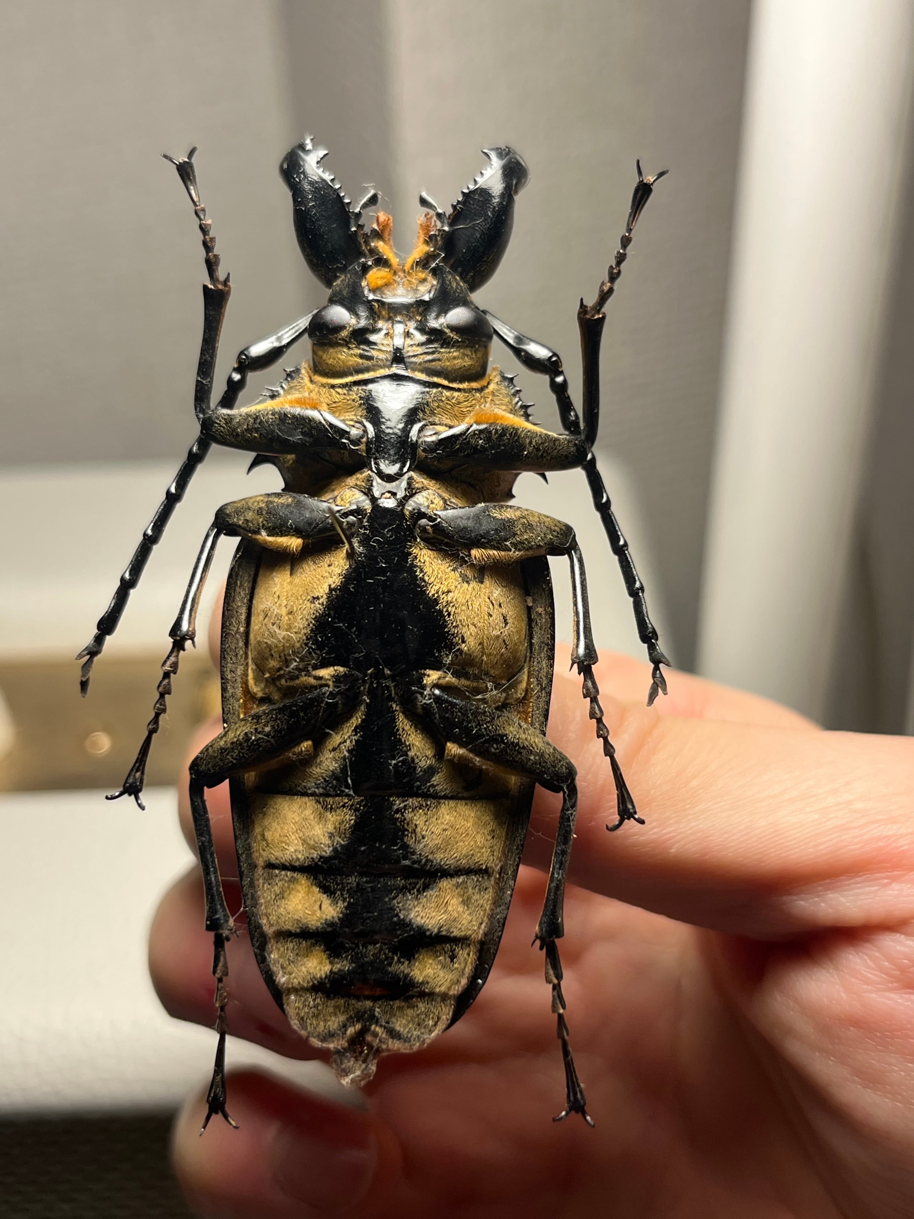 76mm】ビタリシクワガタモドキ カミキリムシ ウスバカミキリ 昆虫標本