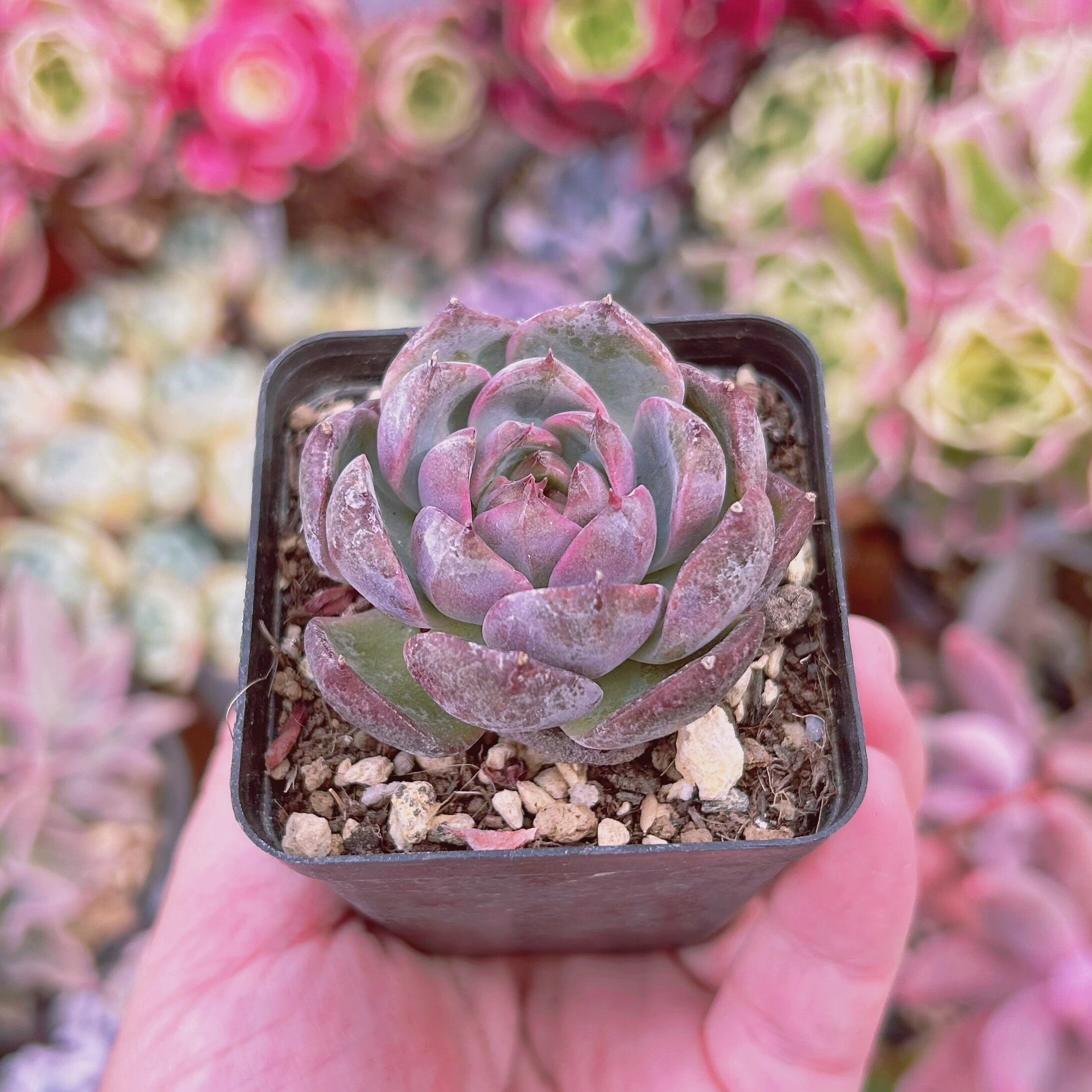 025現物 多肉植物 ブルーベリー月影 抜き苗 | るる農園~多肉植物専門