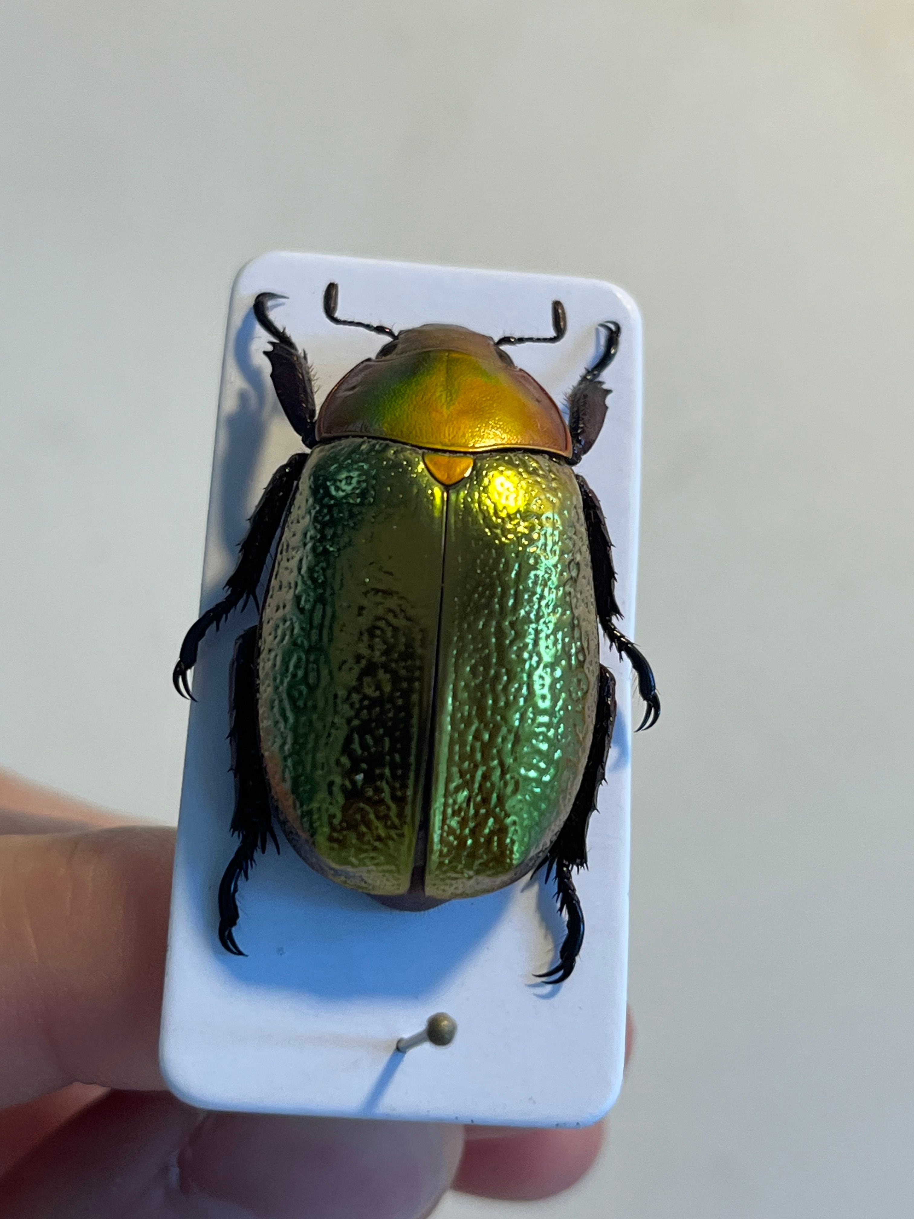 最新作】ボウカルディプラチナコガネ Chrysina boucardi GOLDform 頭が