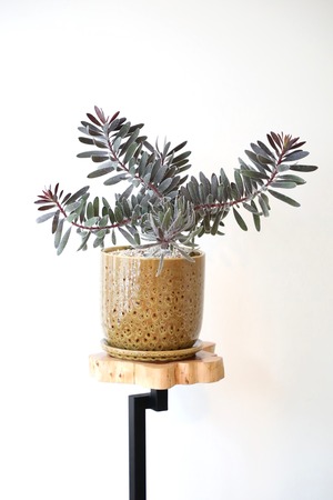 【M】リュウカデンドロン  バーガンディサンセット　※陶器鉢付き