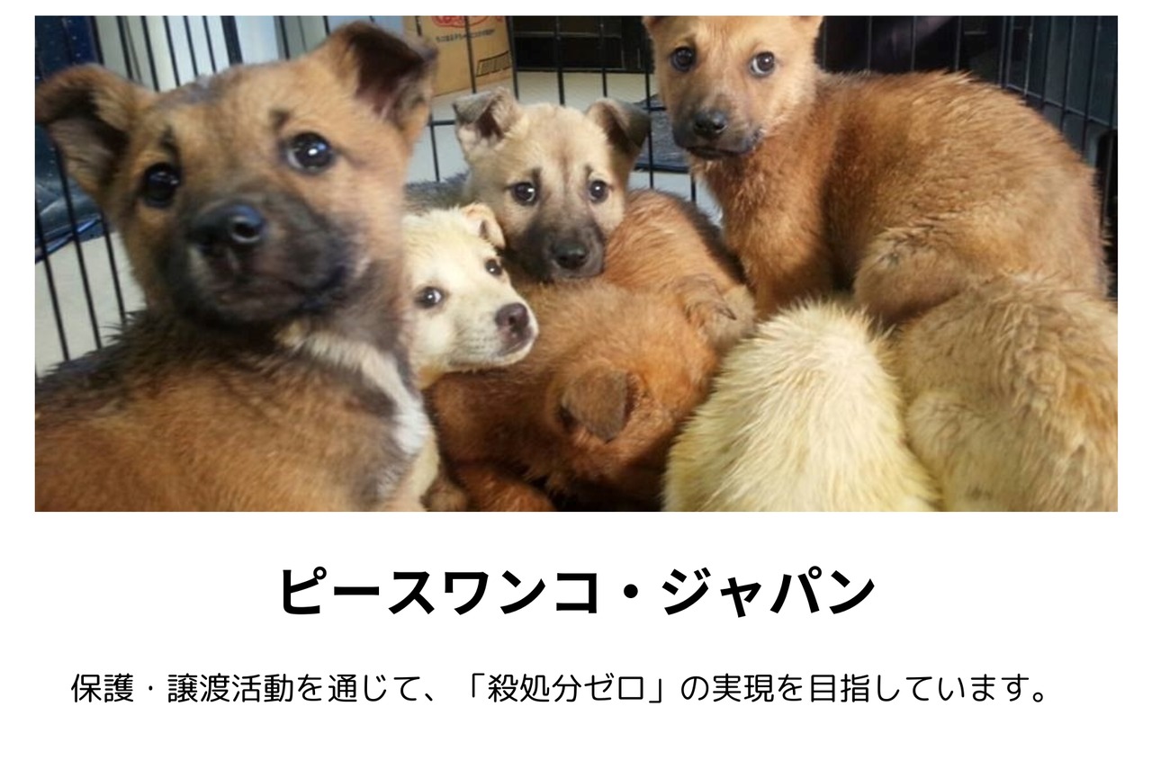 【DOG CAT HUMAN】デカフェ｜ドリップバック｜大袋 個包装10ケ入（カフェインレス・0.27%以下）