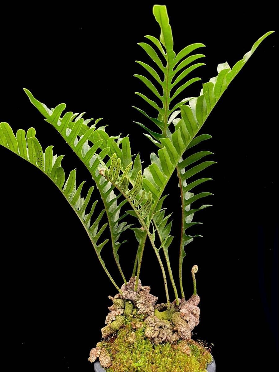 Lecanopteris lomarioides (upright form) | 伊藤蟻植物農園