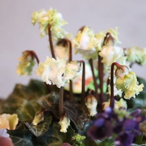 冬から春に楽しむ寄せ植え　シクラメン森の妖精とシックなハボタンの蛇口ブリキの寄せ植え　お正月にオススメ　届いてすぐ玄関に飾れる 　プレゼントにもオススメ　