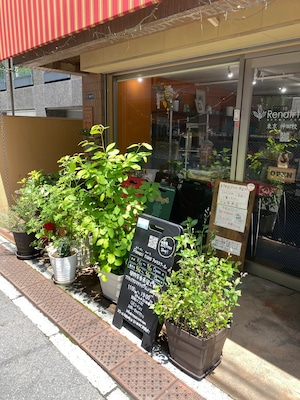 白神山地　クロモジ茶