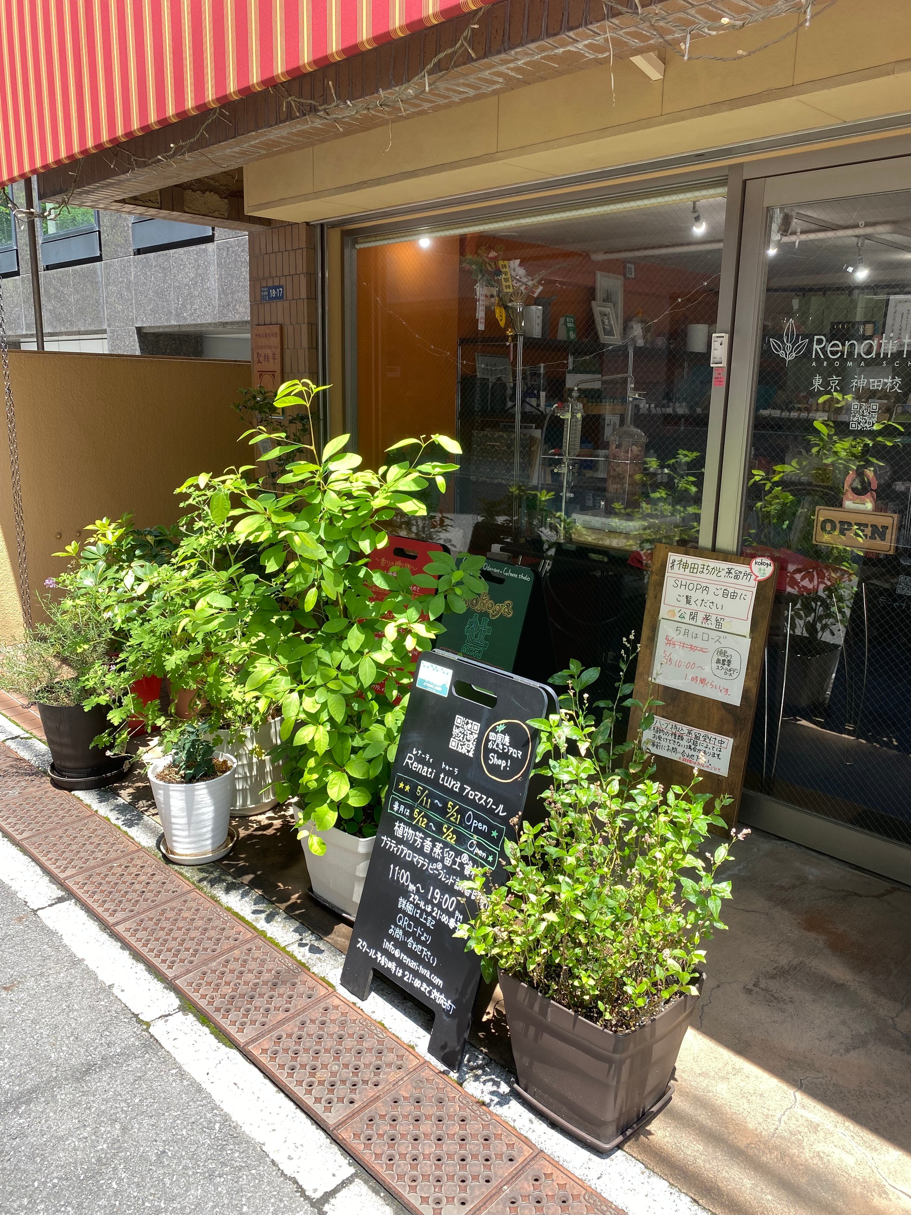 白神山地　クロモジ茶