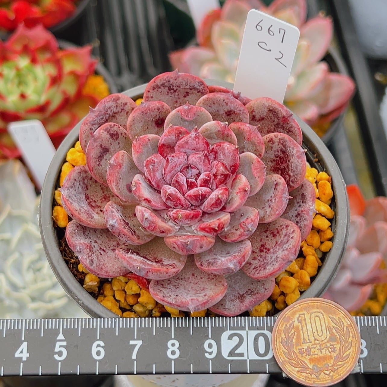 新作】エケべリア 韓国苗 ブラックチェリー 大苗 多肉植物 楽天市場