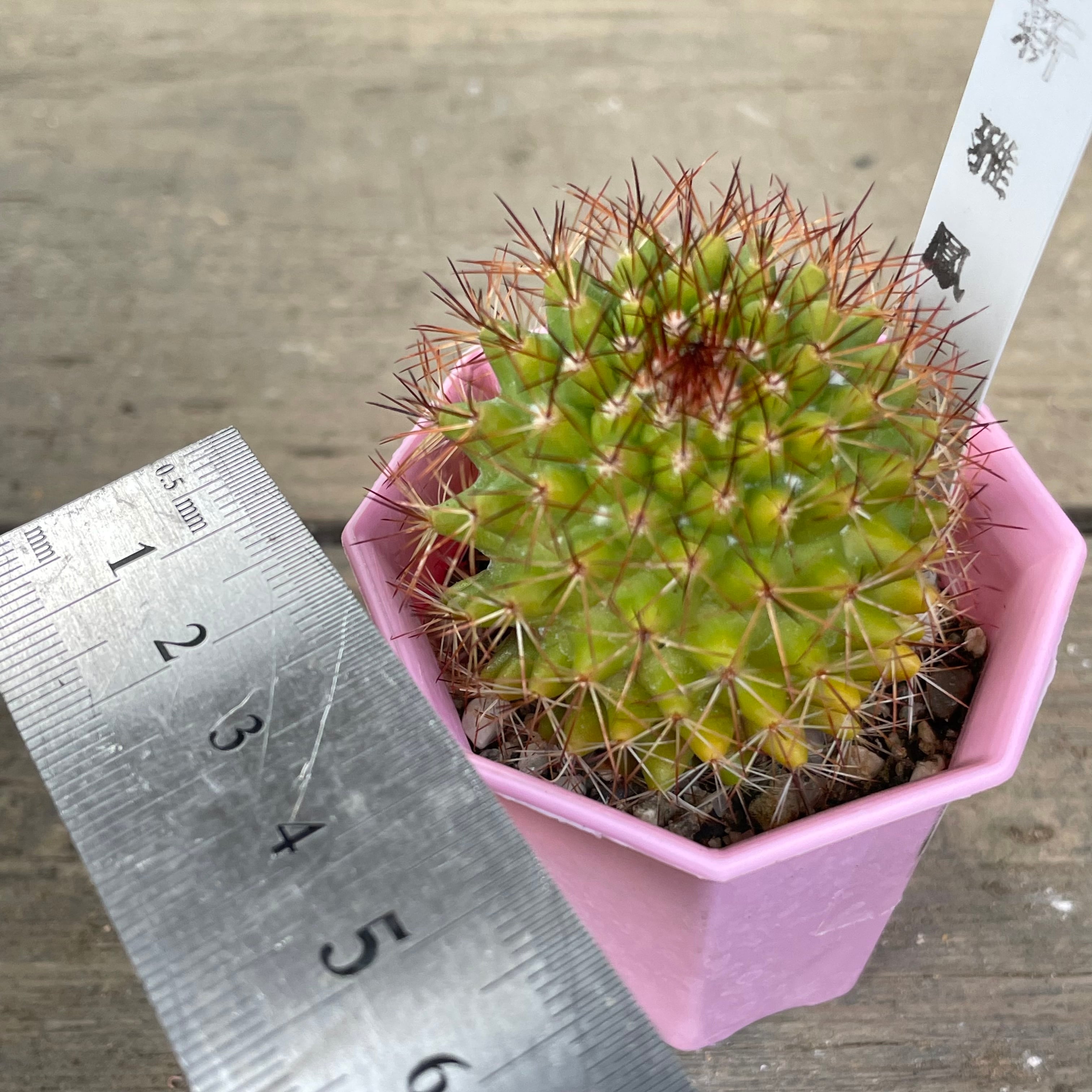 【現品】　多肉植物　花サボテン　風雅 新雅鳳 サボテン | RuPo 多肉植物専門店