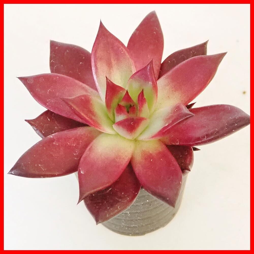 Ariocarpus furfuraceus f. アリオカルプス 大疣青磁牡丹 サボテン