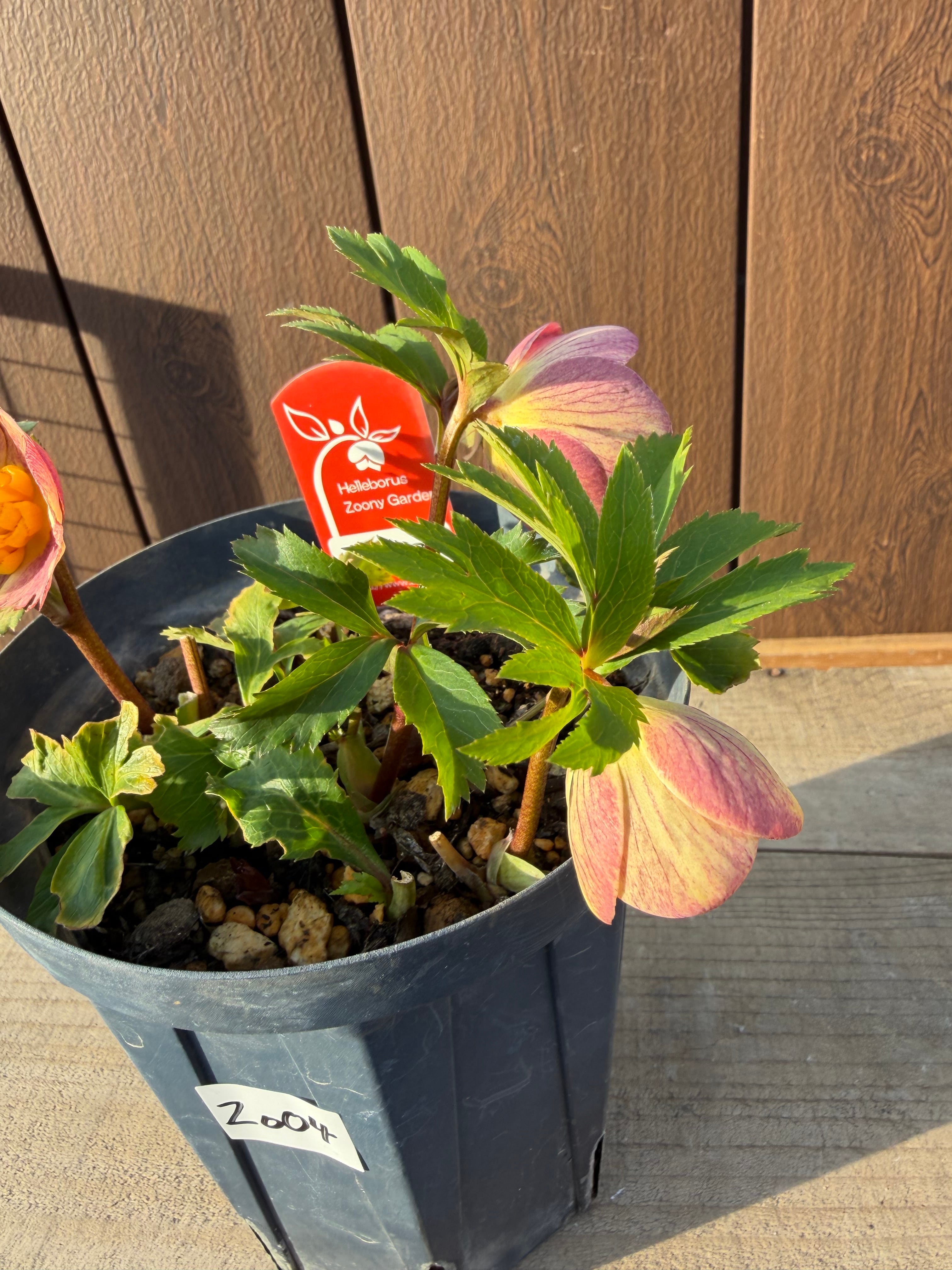 茜交配 Zoony Garden クリスマスローズ【Zo04】送料無料 | あしかが