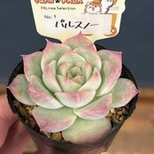 farmPALKさん苗 エケベリア パルスノー【185】