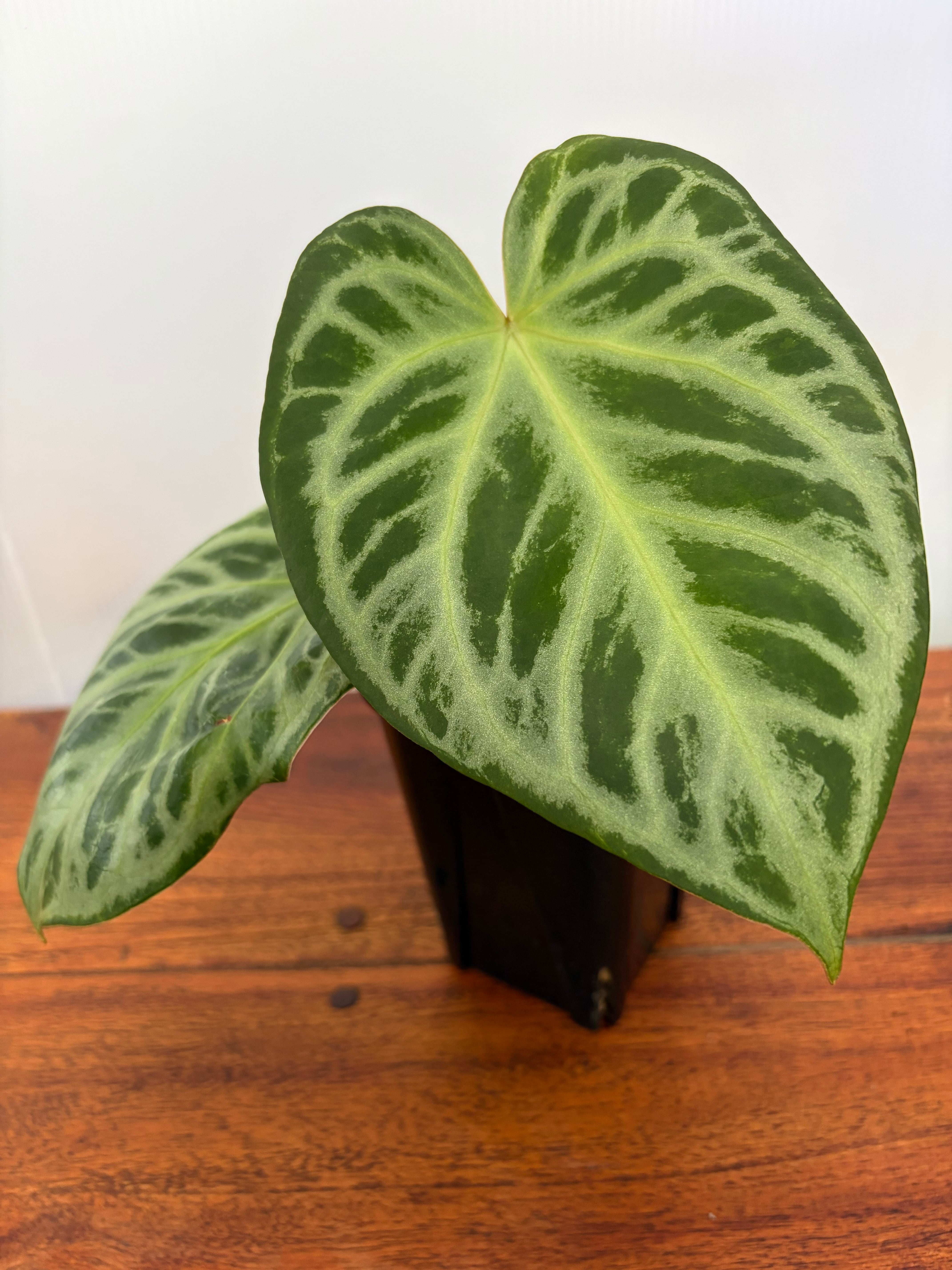 Anthurium | BALI-AN 園芸