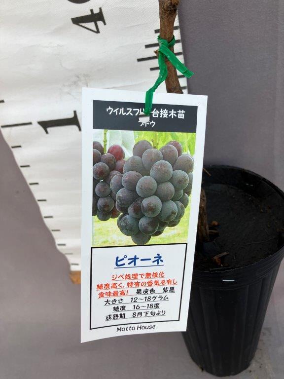 ぶどう ピオーネ ウイルスフリー接木苗 | 日本ライン花木センター