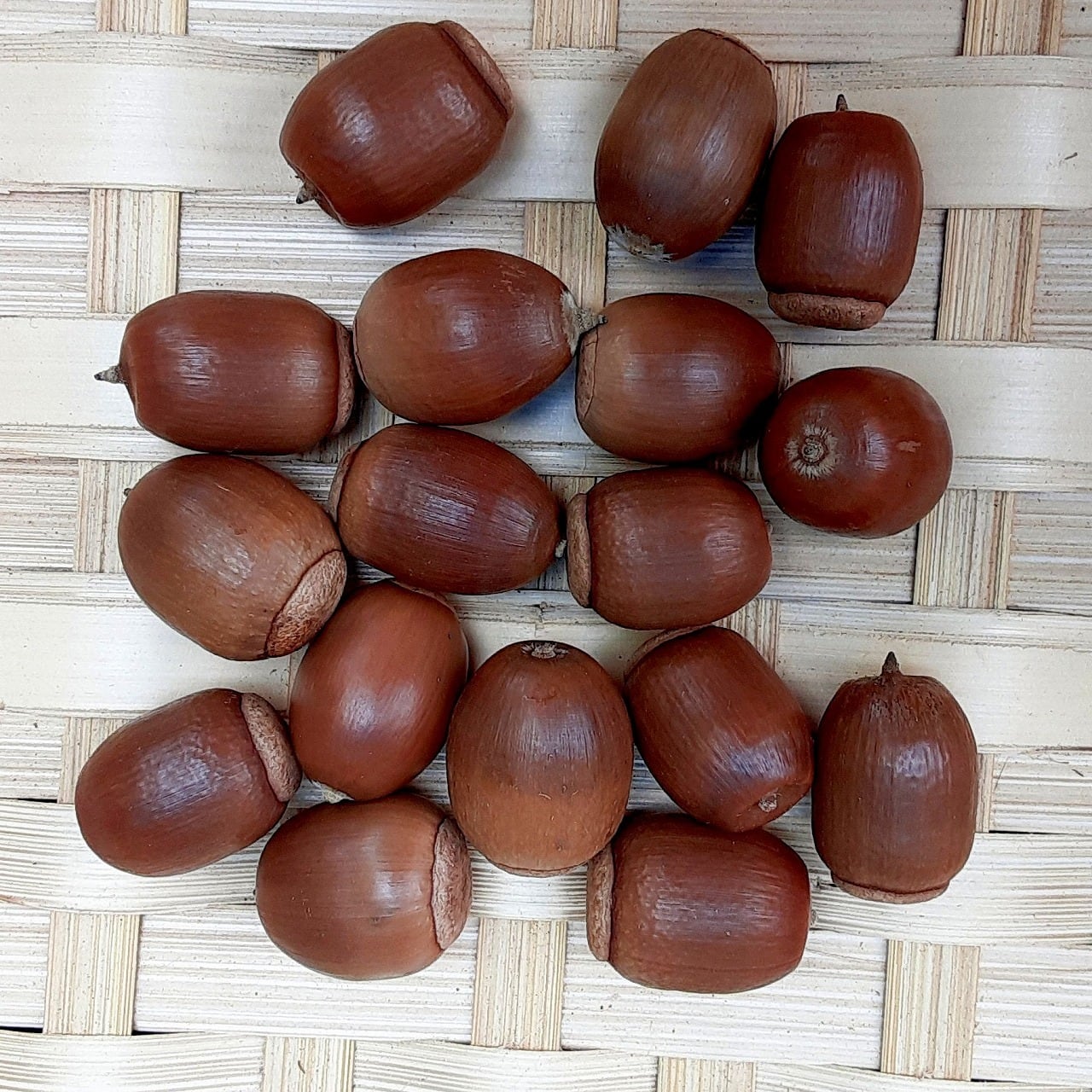 アベマキ・クヌギのどんぐり 中 20個＋2 | 木の実通販の shop.木の実