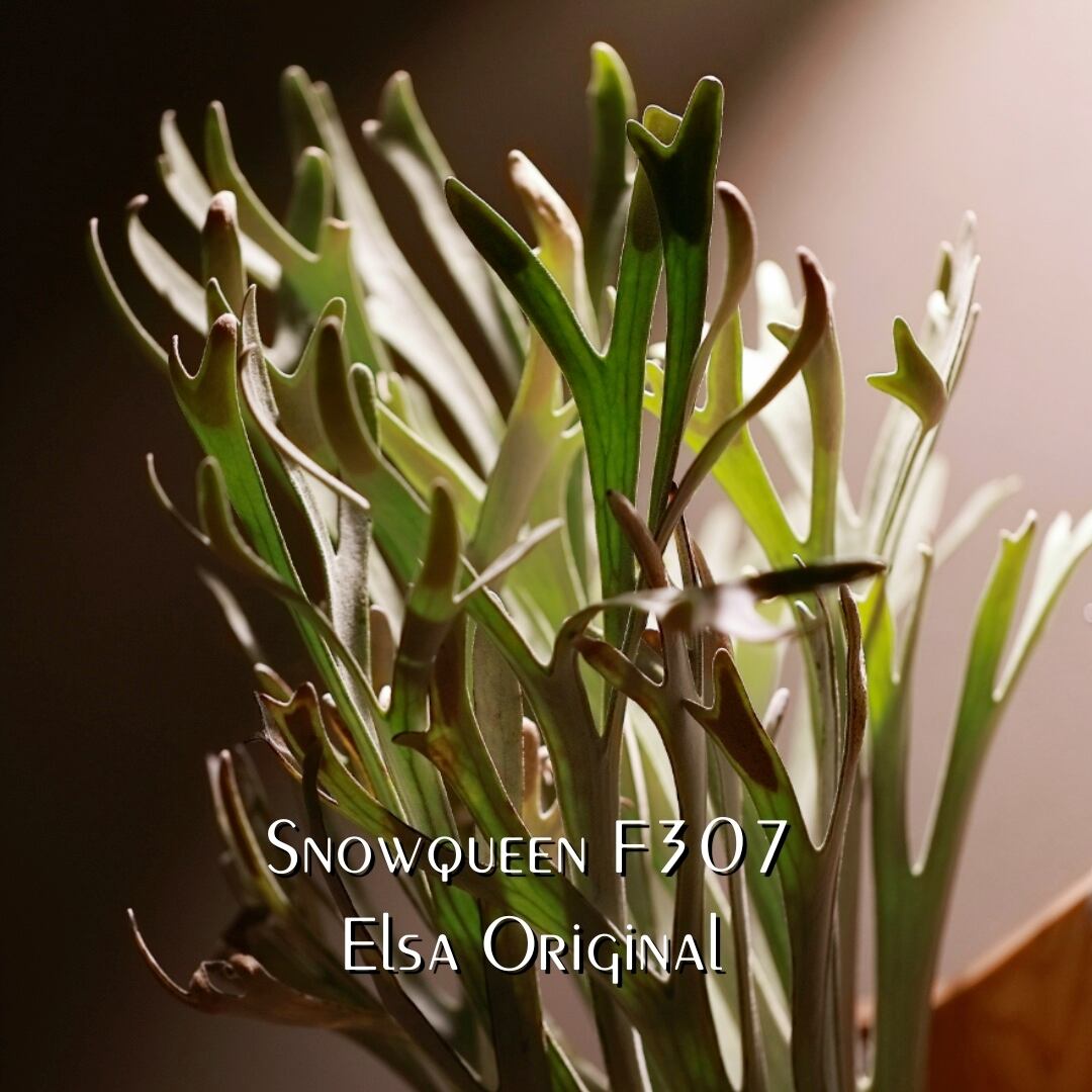 Snowqueen F307 Elsa OC Pups | P.P.Green 