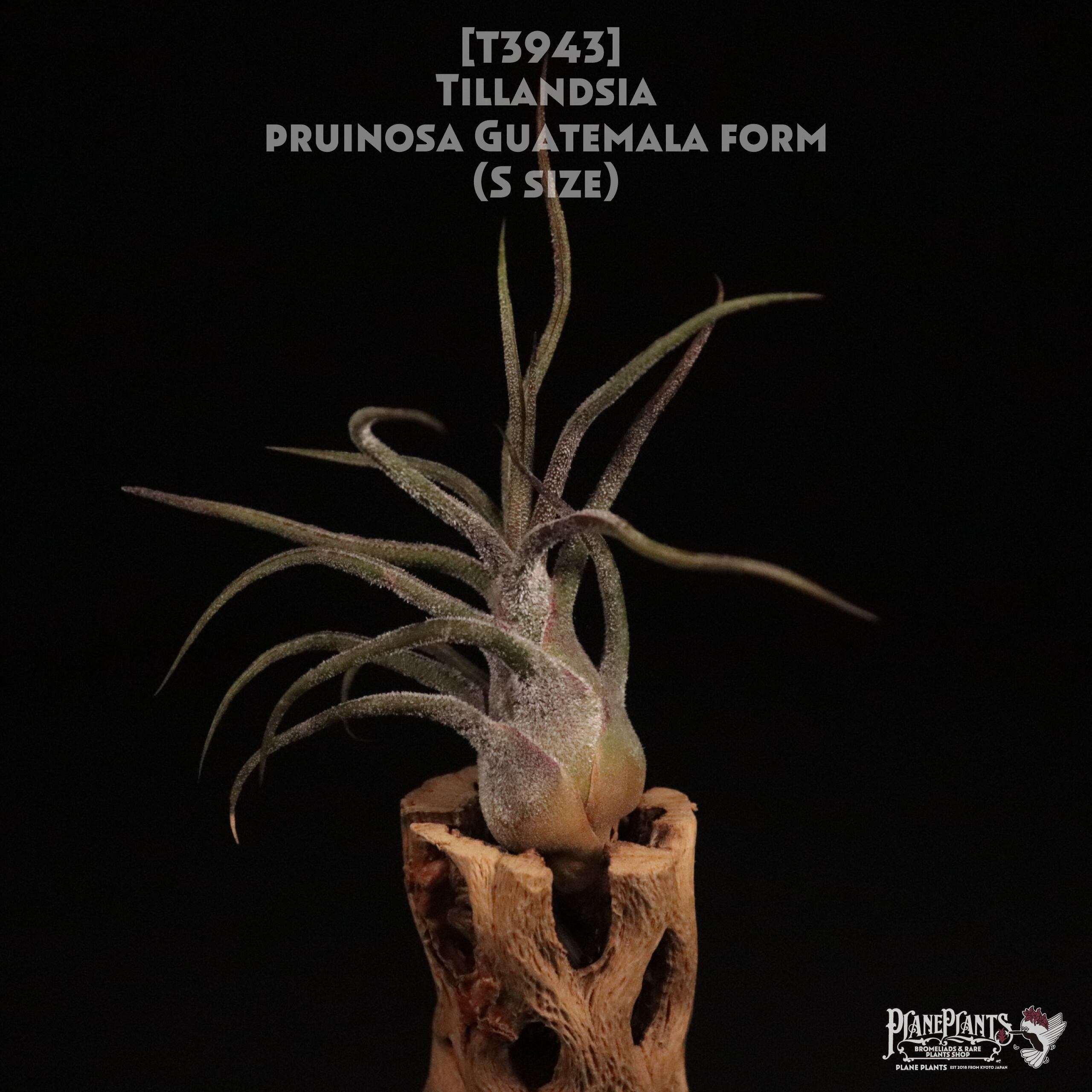 【送料無料】pruinosa Guatemala form S〔エアプランツ〕現品発送T3943