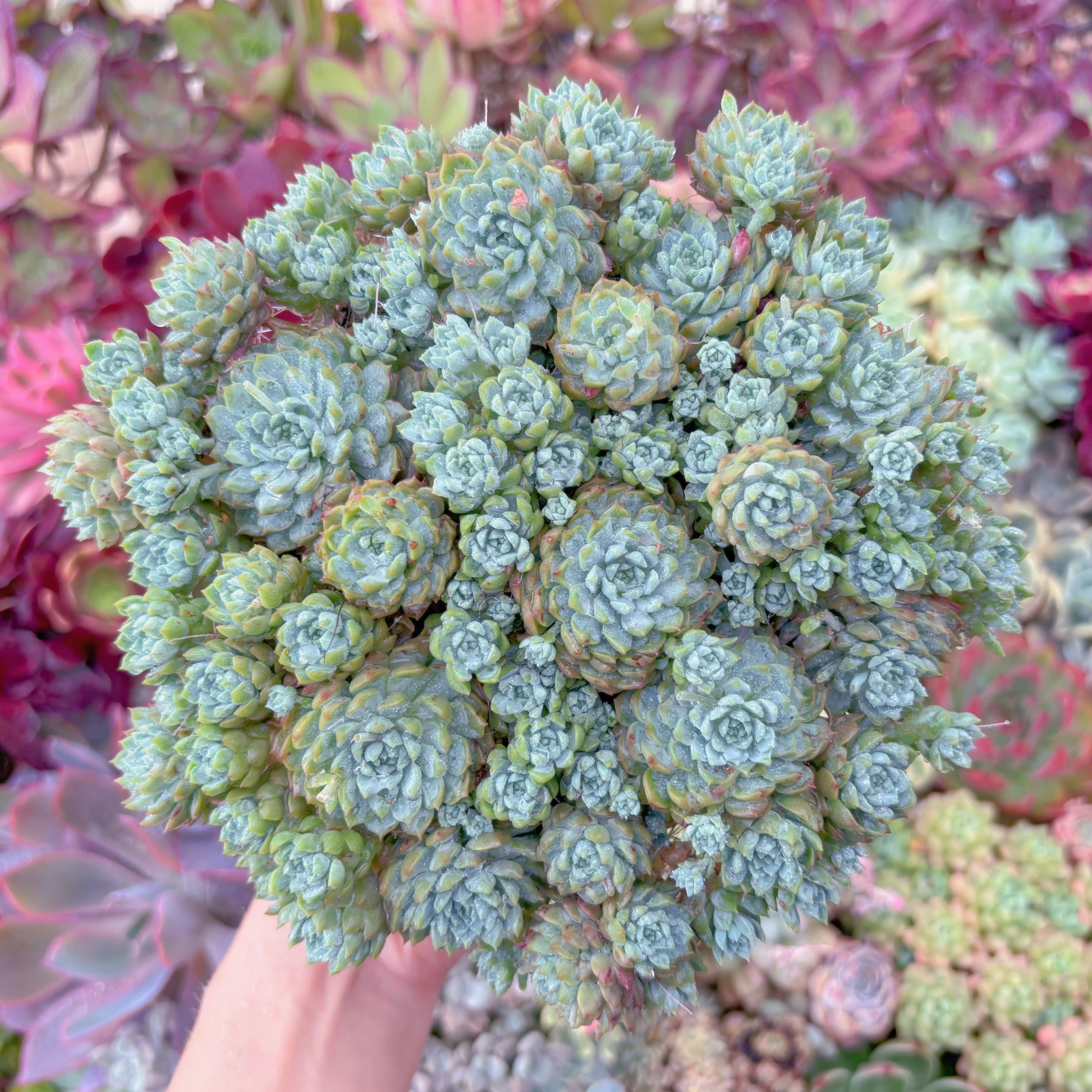 現品　 Pinkberry#550　特大群生　るる農園