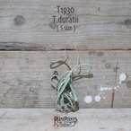 【送料無料】ドゥラティ S〔エアプランツ〕現品発送T1930