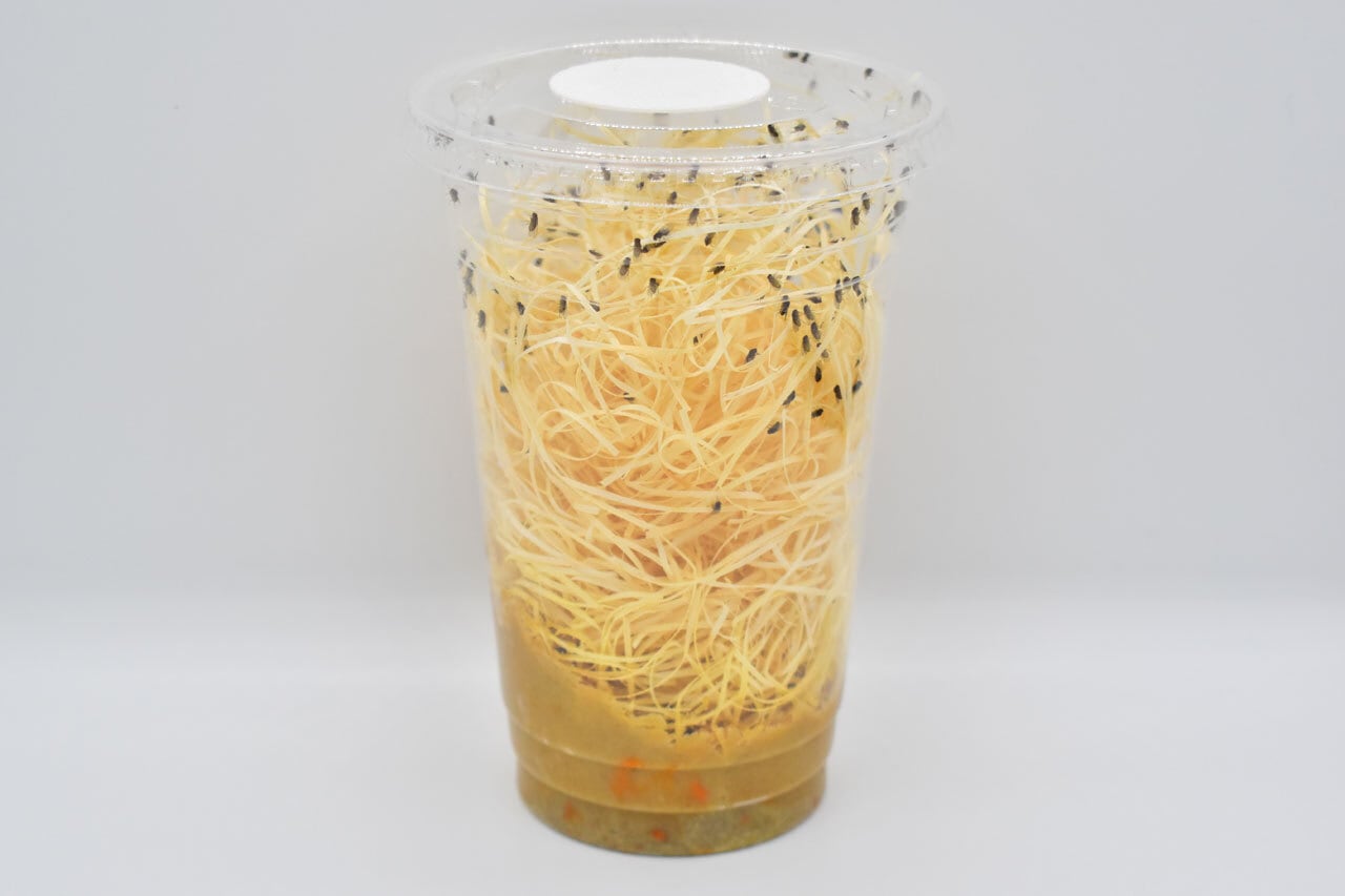 活餌】トリニドショウジョウバエ 培養カップ【作りたて】 | カエル通販
