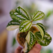 Pilea cadierei variegated /ピレア カディエレイ 斑入