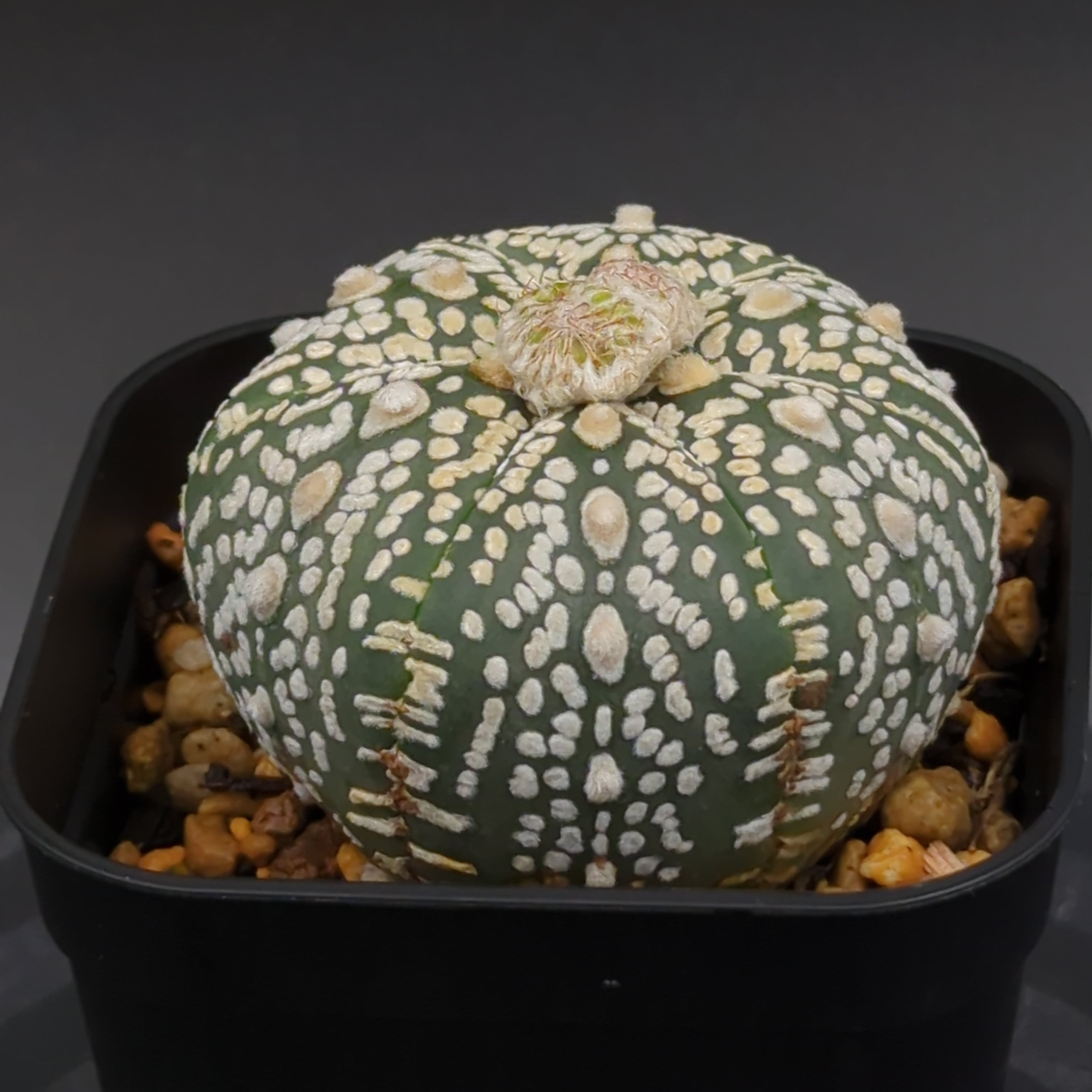 確認用】42 rk3メキシコ輸入種子実生 墨斑瑠璃兜サボテン 確認用】42