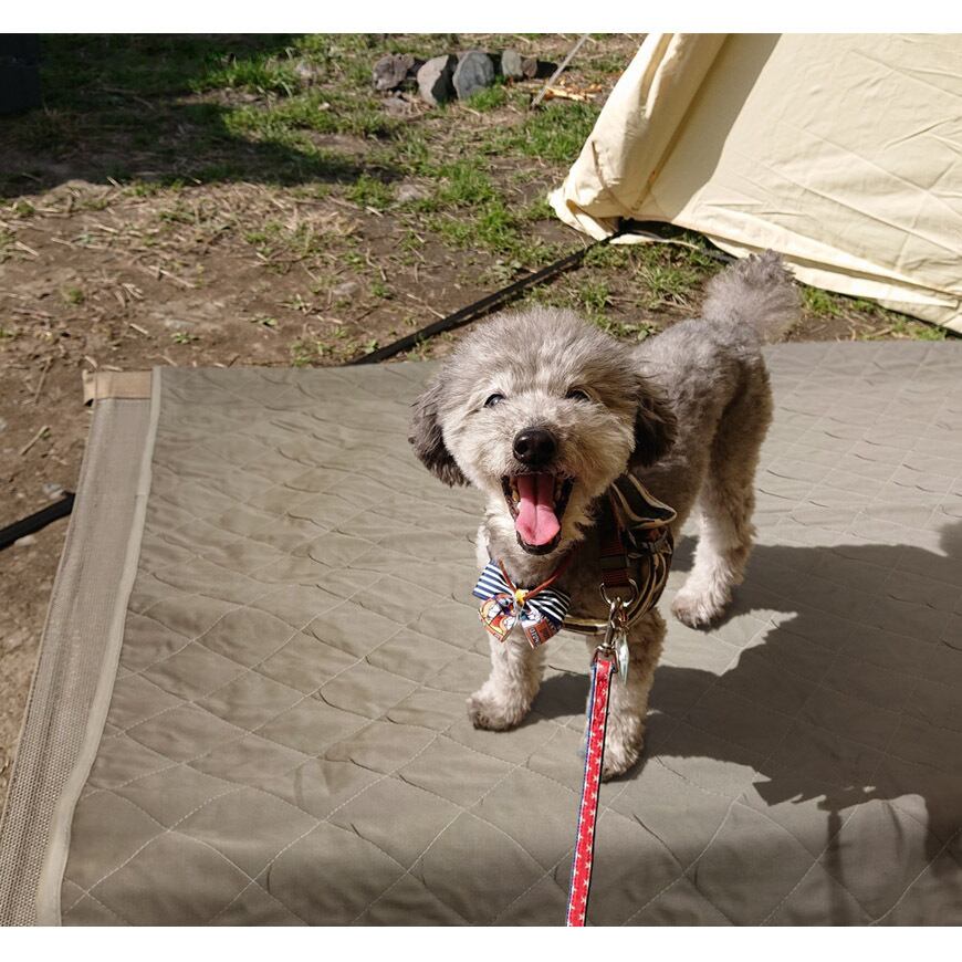 防水ペットマット スーパーPayPay ペットマット PVC 防水 ペット用 防水シート 床