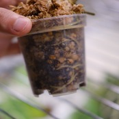 【希少な交配種】アンスリウム・ワロクアーナム × レガレ② / Anthurium warocqueanum × regale / 観葉植物<育て方・花言葉>