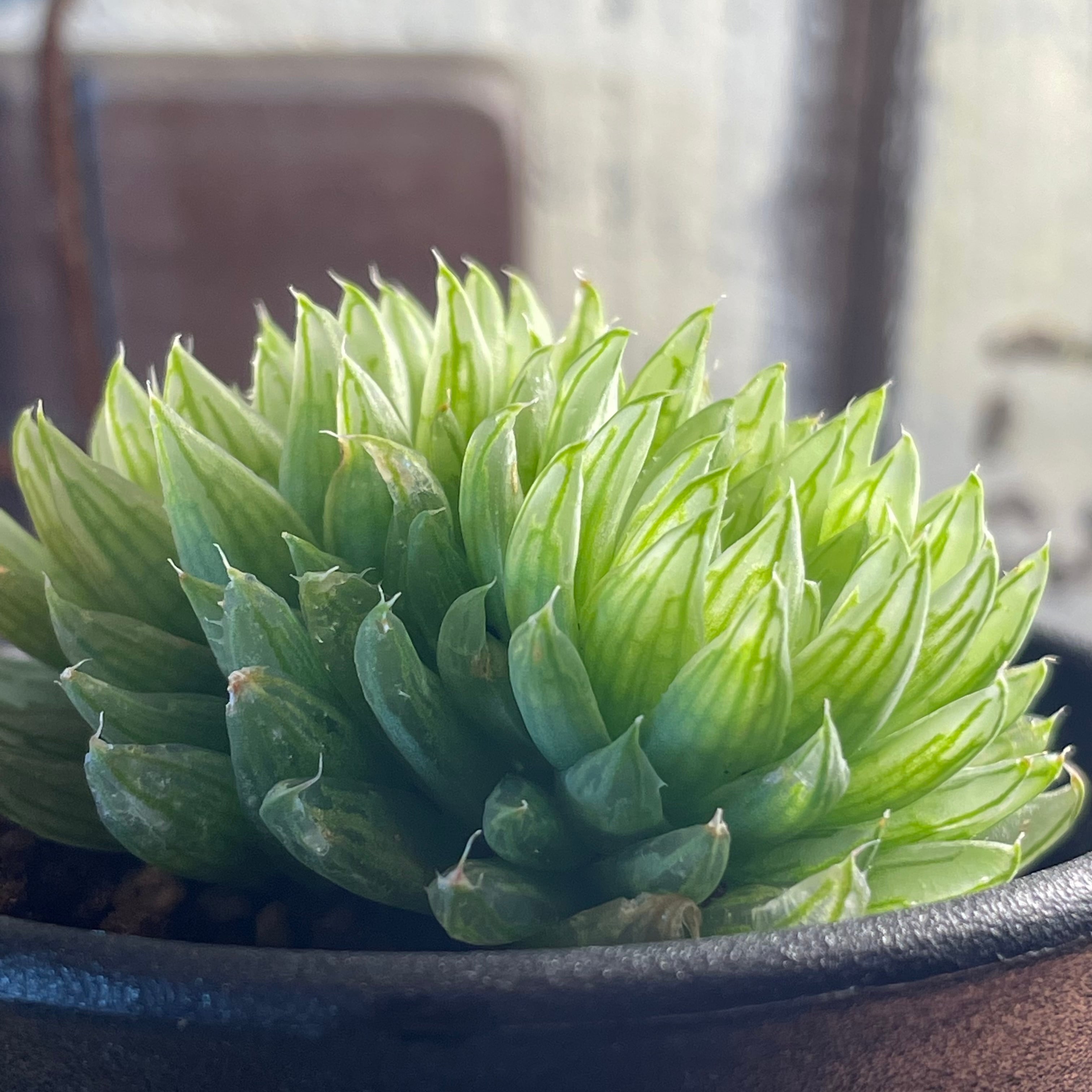多肉植物 ハオルチア ピクタ 曼蛇羅 多肉植物 ハオルチア ピクタ 曼蛇羅