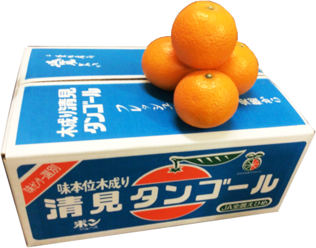 【数量限定！200箱！】蔵出し！追熟清見タンゴール【Ａー１】
