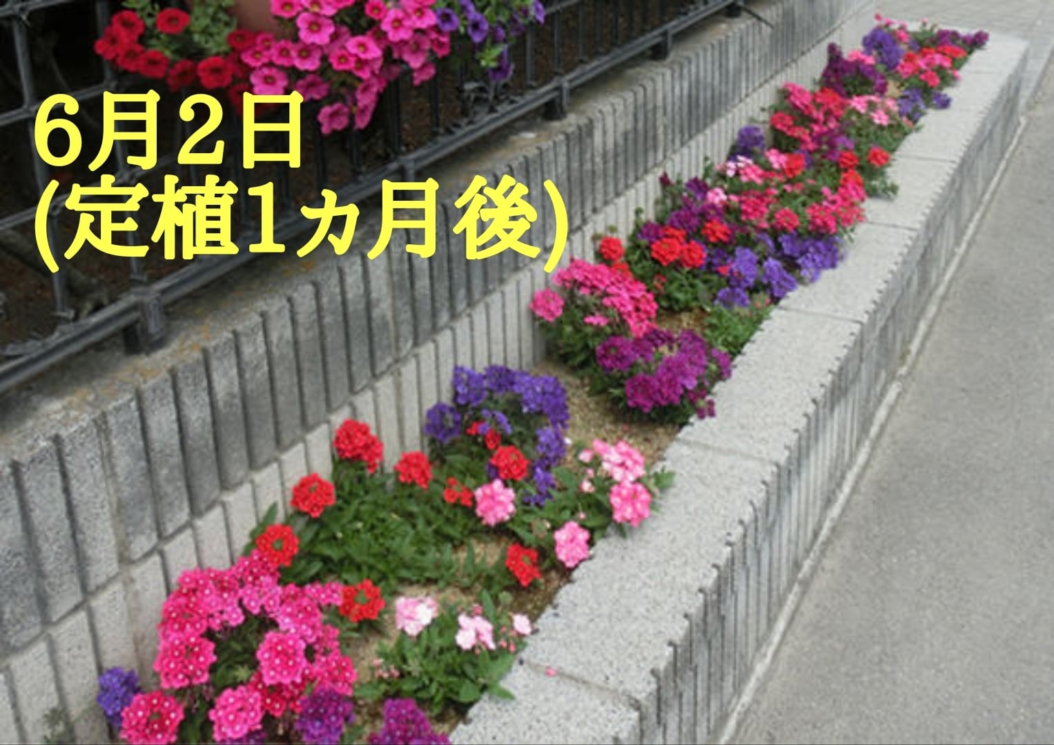 花手毬～絢（あや）～ こいさくら | 花のとびつか