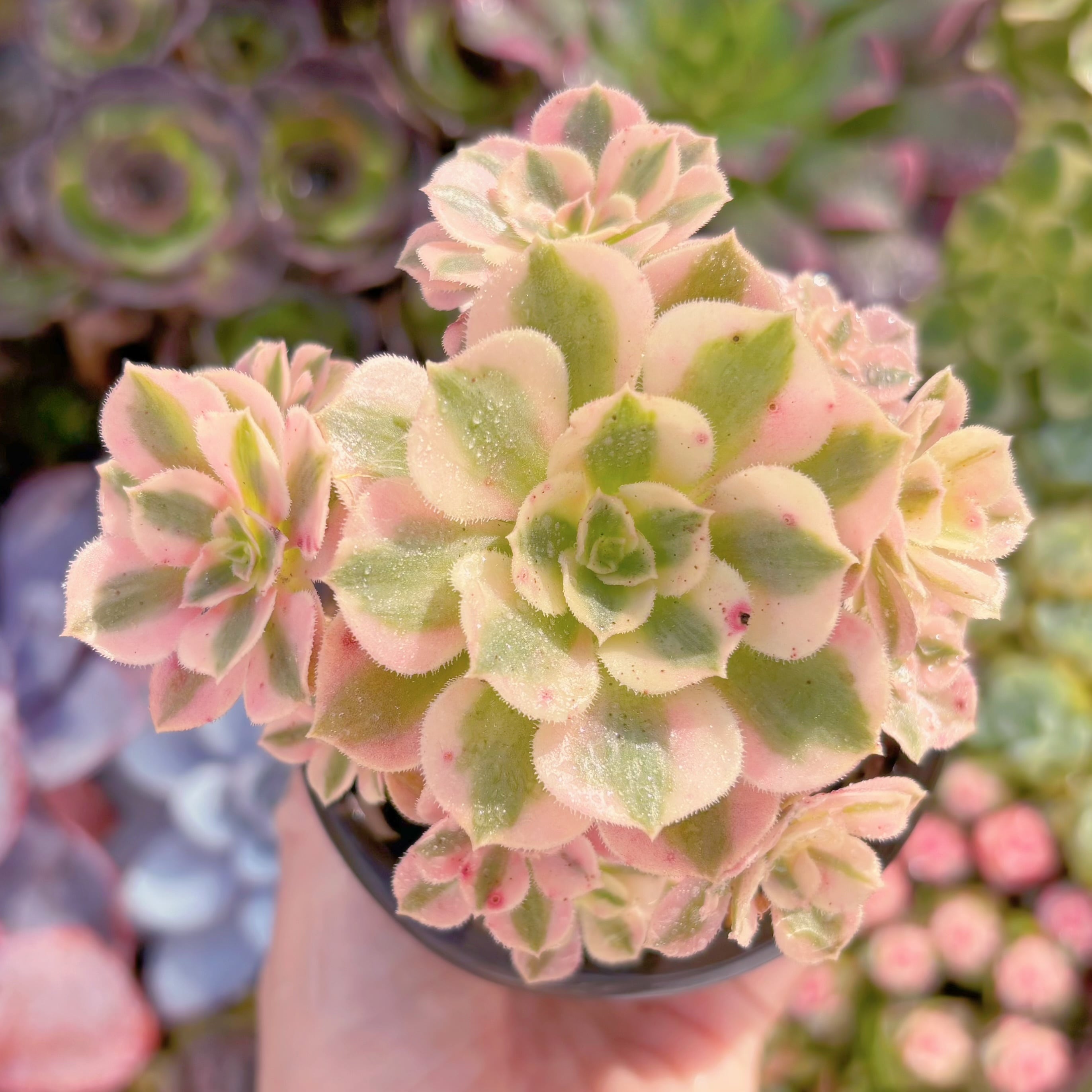 現品　アフラダイティ#890　群生　るる農園