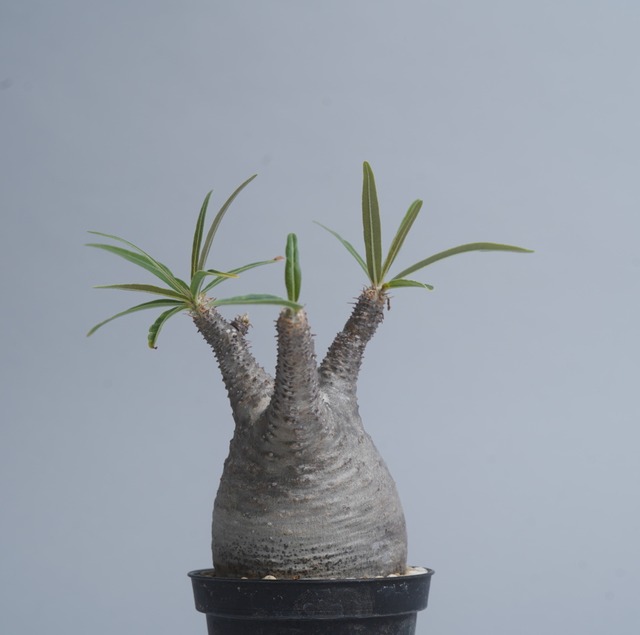 パキポディウム グラキリス no. 15〈発根済み〉