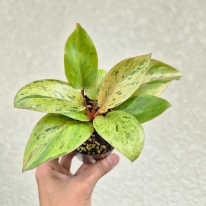 〔フィロデンドロン レッドコンゴ ドワーフ 〕Philodendron Red Congo Dwarf 斑入り 観葉植物