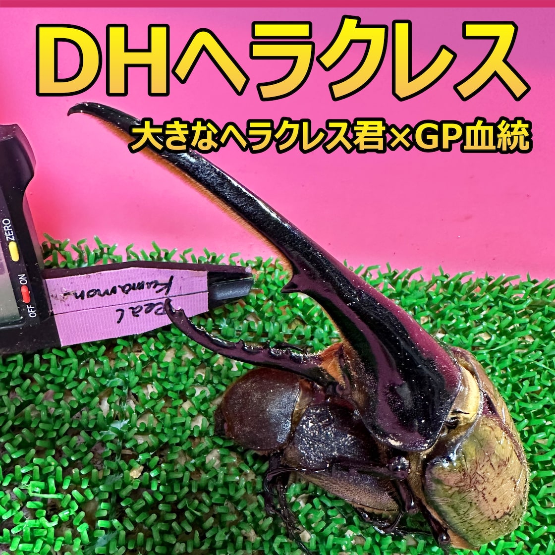 DH ヘラクレス オオカブト 3令幼虫 ♂♀ ペア 種親♂174mm 大きな  