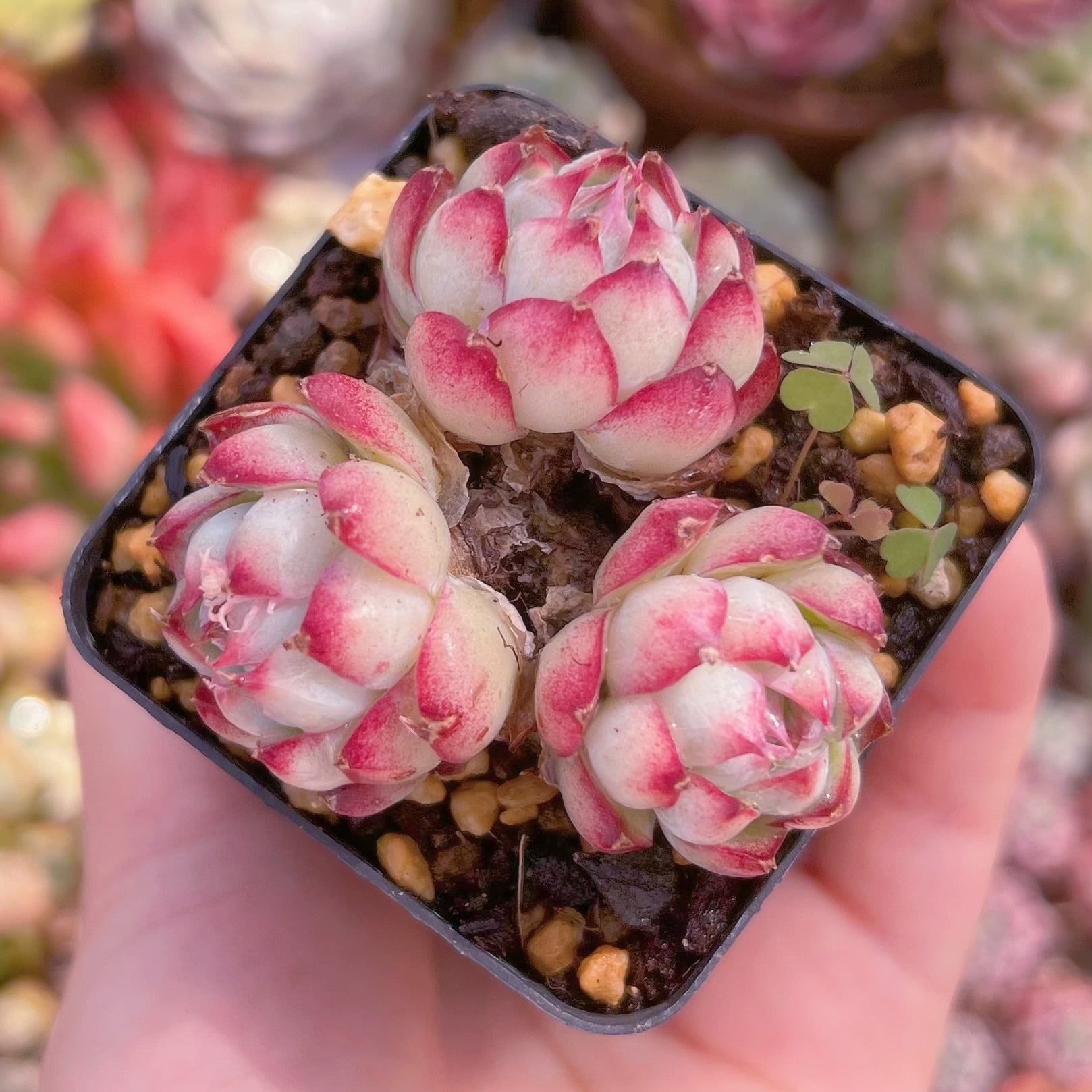 現品　ピンク女王#A31　群生　るる農園