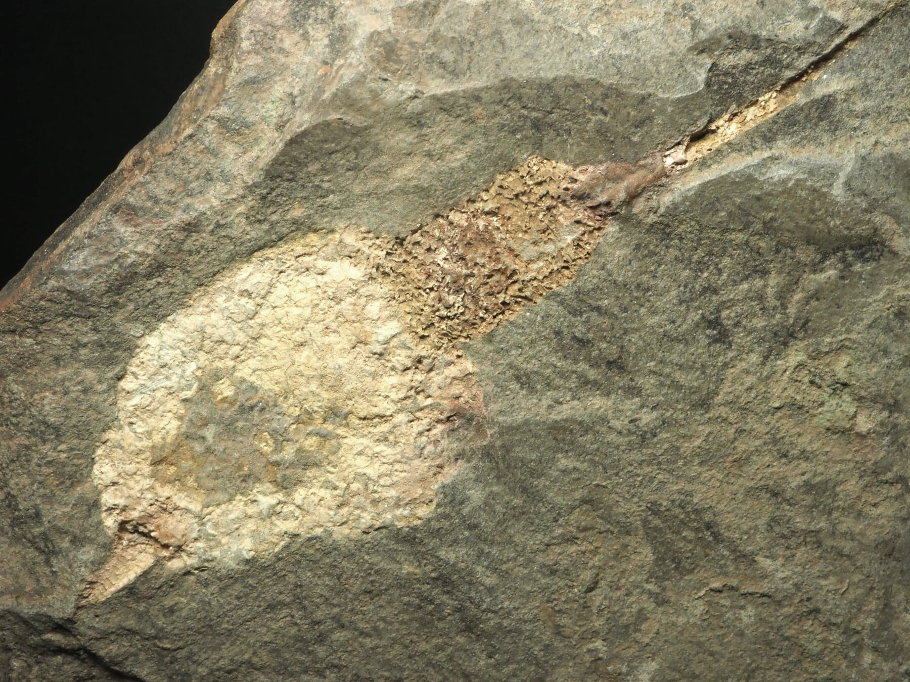 大型！超極上！棘皮動物の化石【Dendrocystites sp.】【1963g