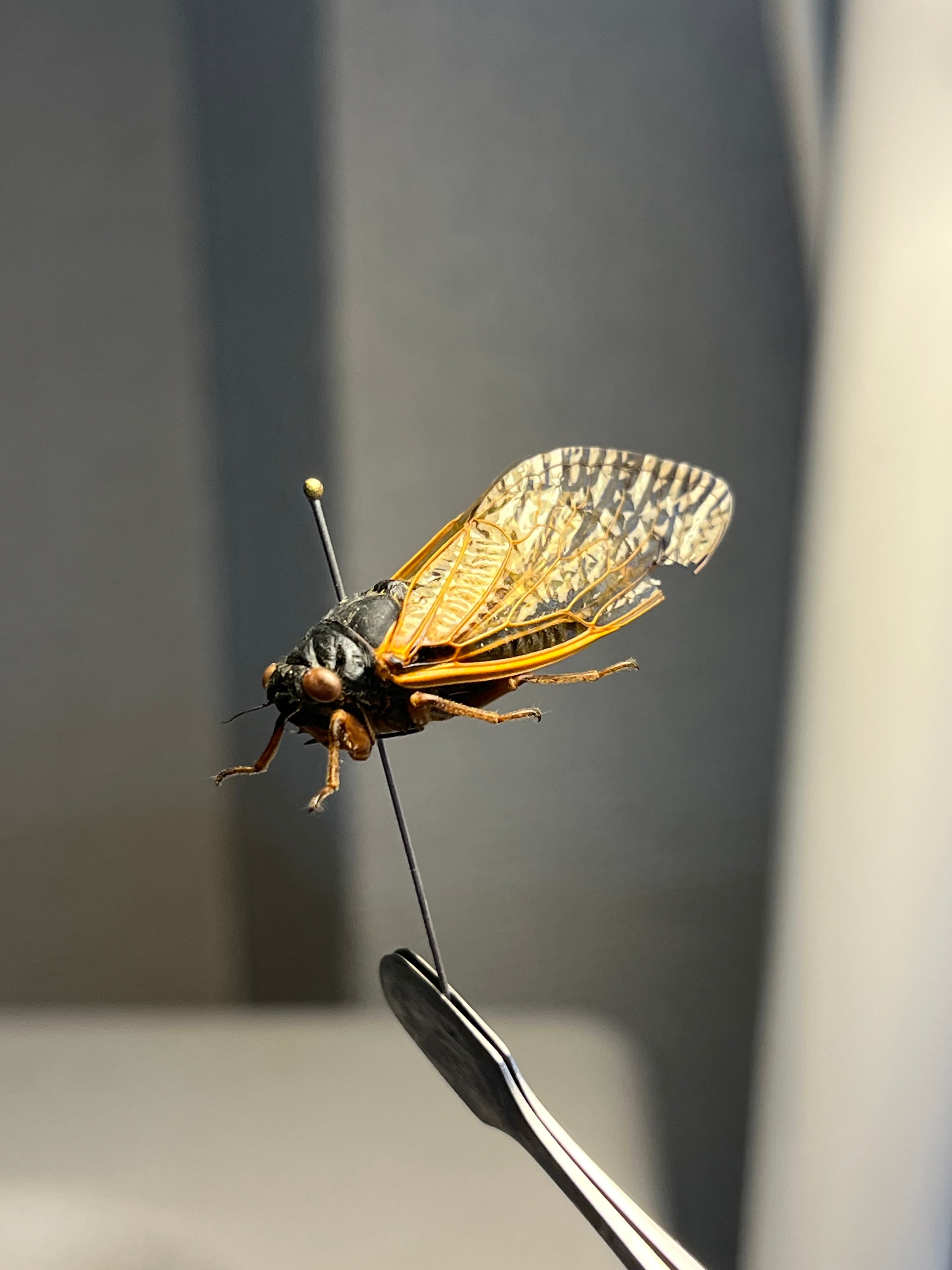 221年ぶりの素数ゼミ標本 2024年産 l蝉セミハエハチベルゼバブホーク