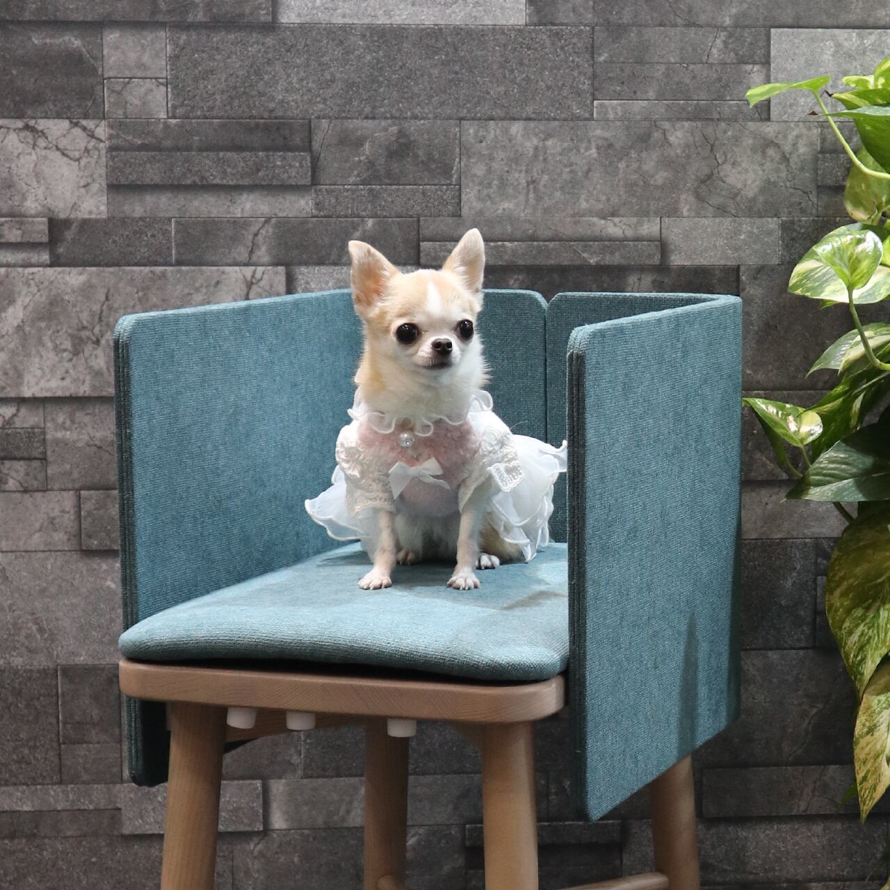 f&f 愛犬用ダイニングチェアー Sサイズ | Pet Salone