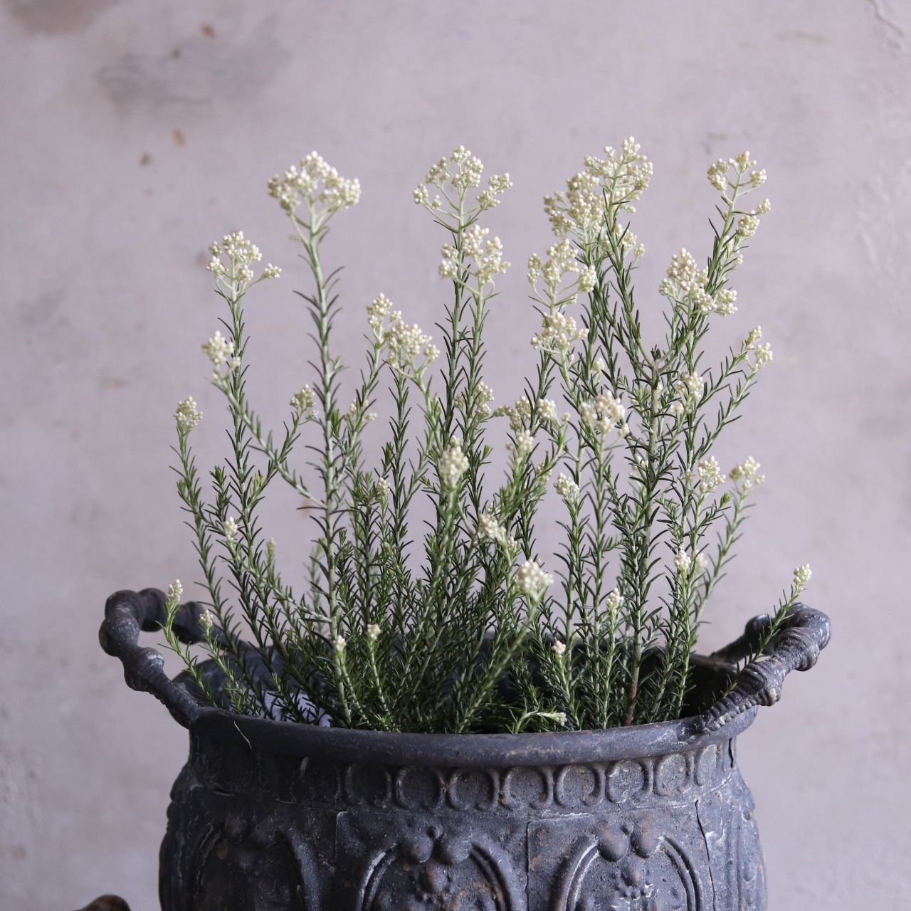 mondimanche 花付き苗木　ライスフラワー　ホワイト｜切花に使える木　お庭や寄せ植えメインにオススメ　低木　