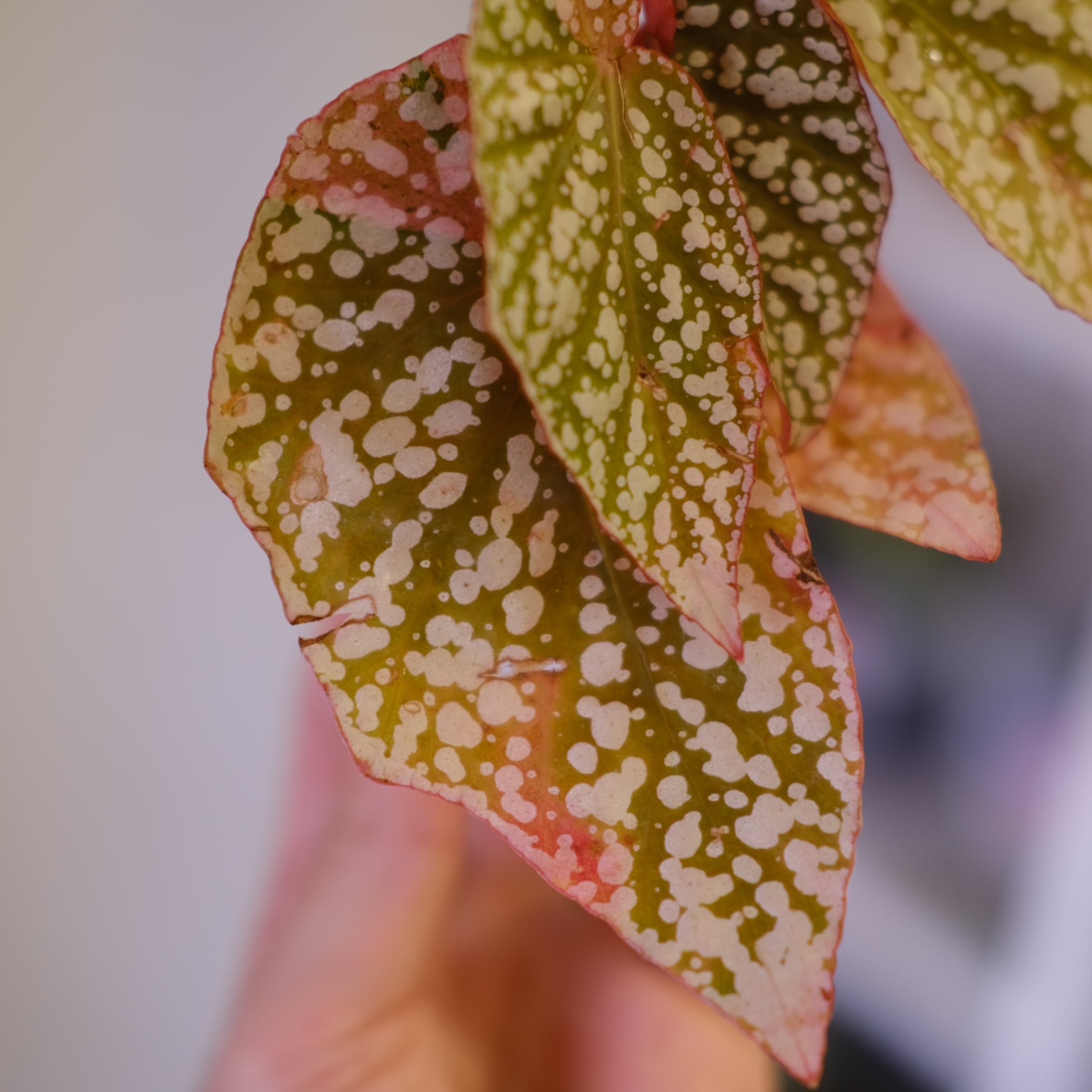 Begonia  Capped Variegata④｜ベゴニア Begonia Snow Capped Variegata④｜ベゴニア スノーキャップド 斑入り