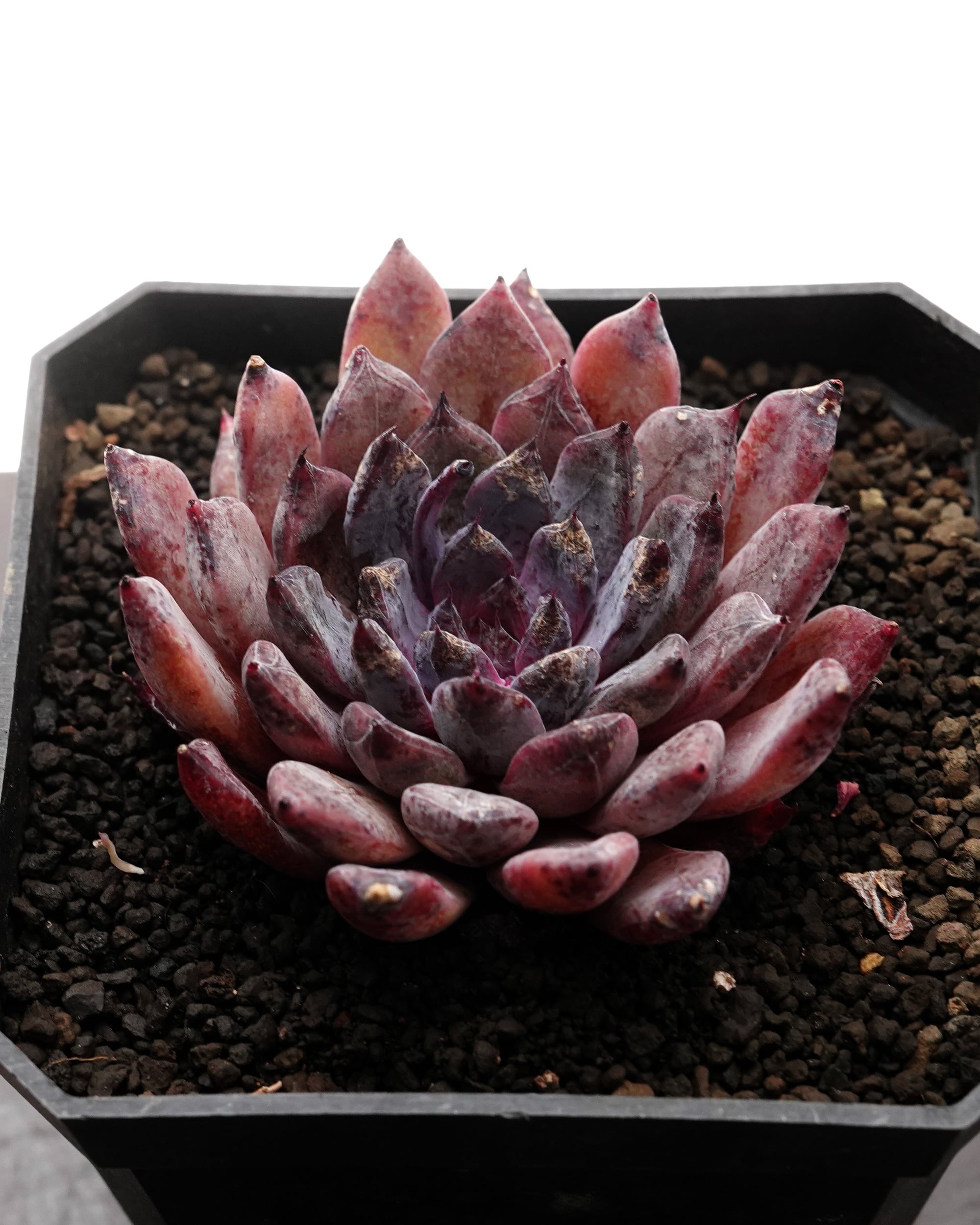 カット苗 ブラックザラゴーサ Echeveria 'Black Zaragosa' | PUKUBOOK