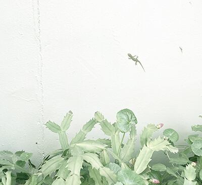 ヤモリ ヤモリが体につくトップス | 8bit.t.d