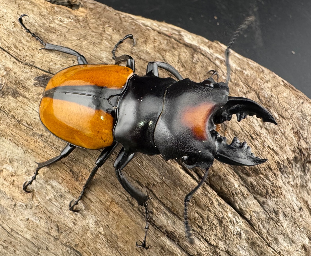 【WF1】《ボーレンホーベンツヤクワガタ 55mm ペア》